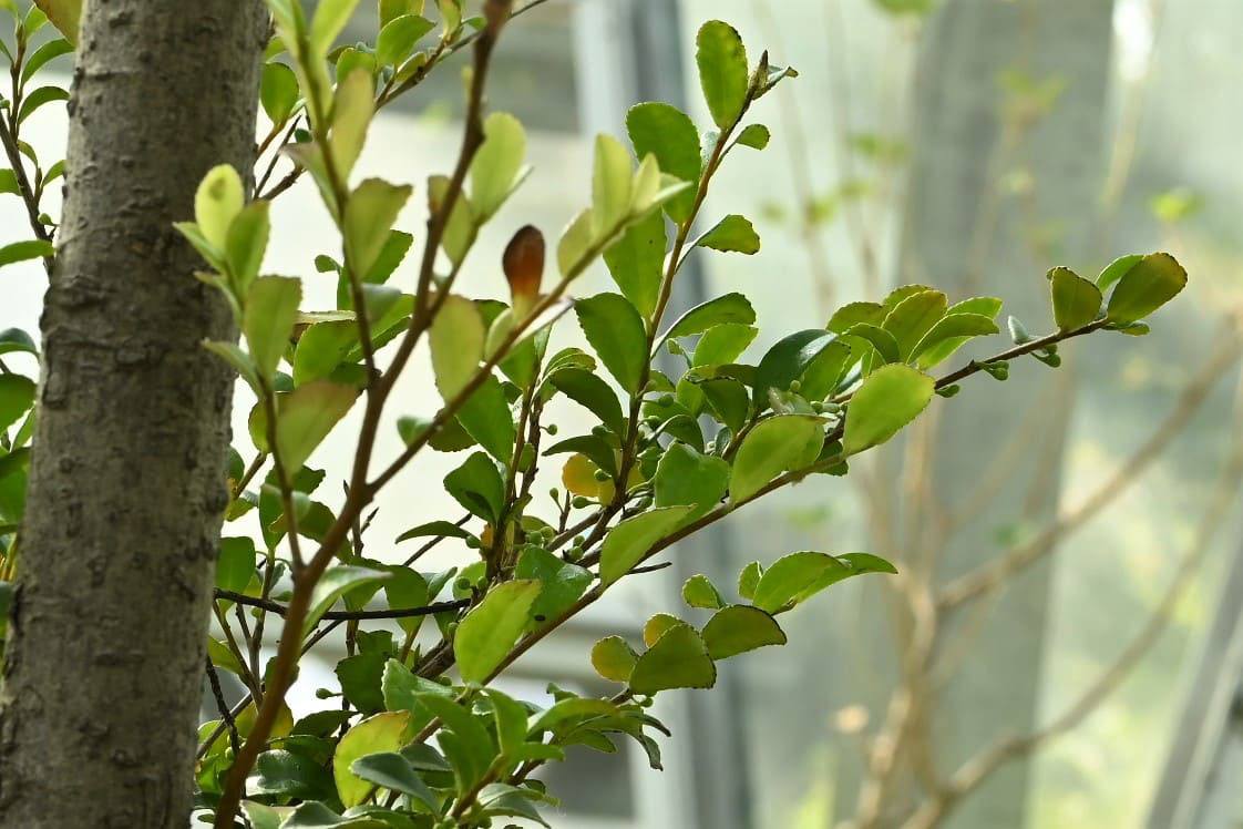 ヒサカキ 姫榊 庭木図鑑 植木ペディア