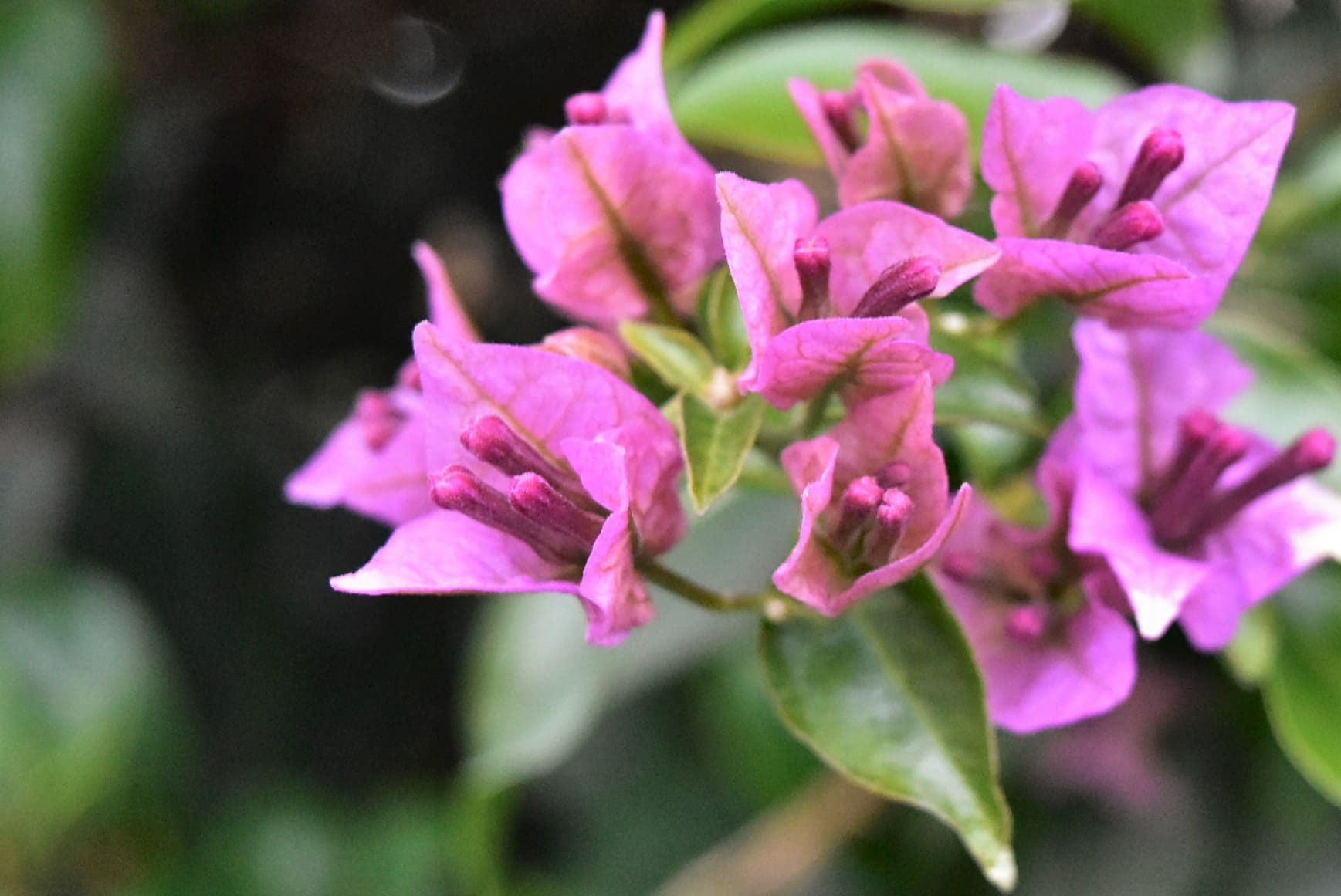 ブーゲンビリア① ブーゲンビリア | Bougainvillea spp. | かぎけん花図鑑