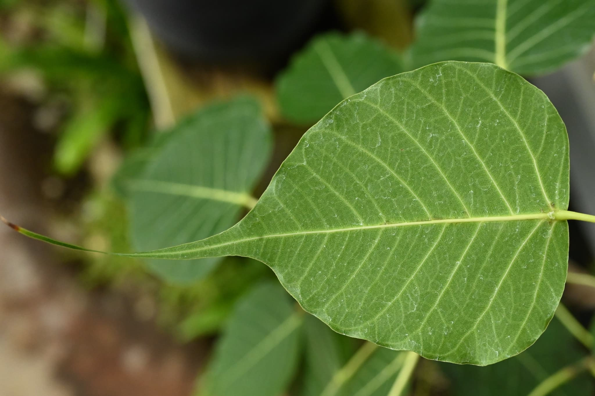 インドボダイジュ／いんどぼだいじゅ - 庭木図鑑 植木ペディア