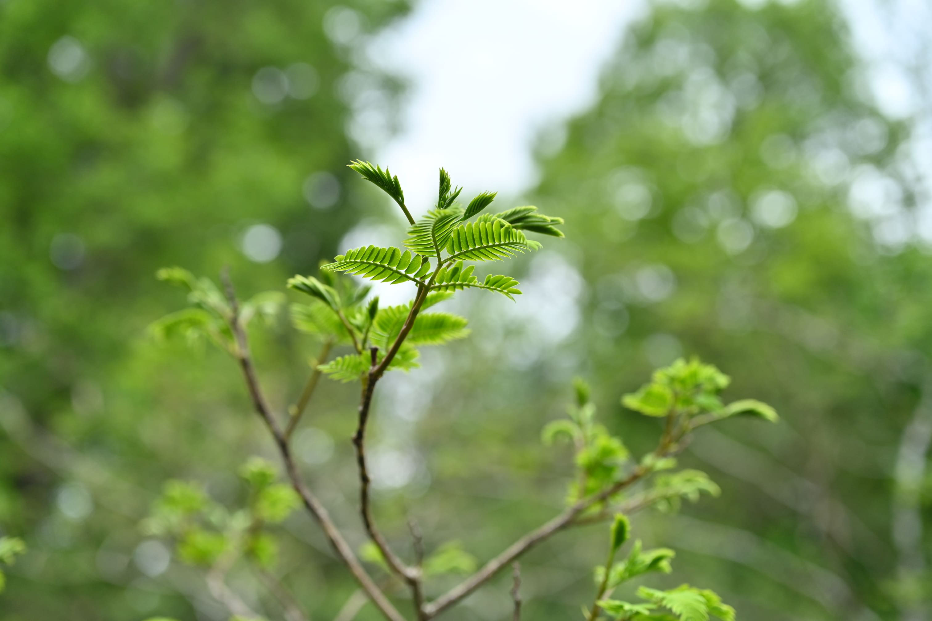 ネムノキ 合歓の木 庭木図鑑 植木ペディア ネムノキ 合歓の木 庭木図鑑 植木ペディア