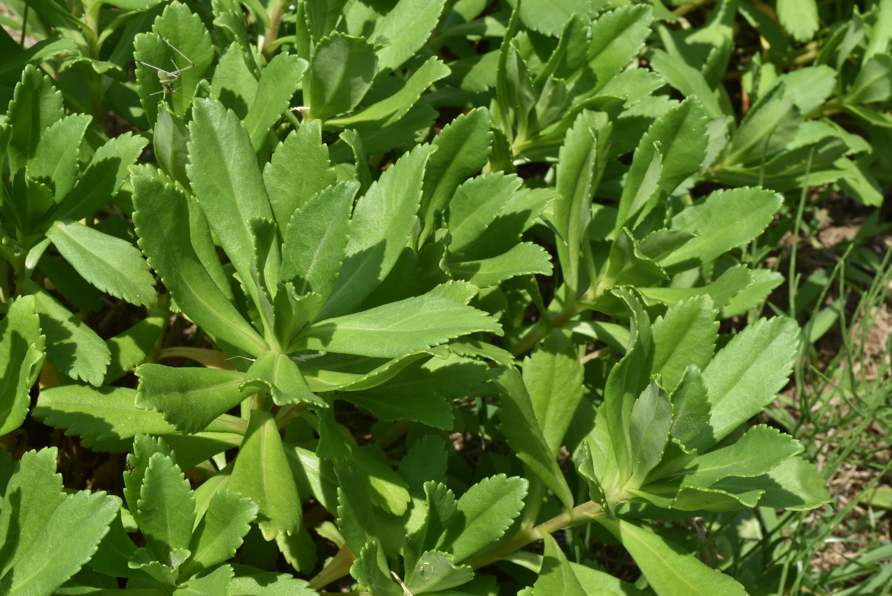 ハマギク はまぎく 浜菊 庭木図鑑 植木ペディア