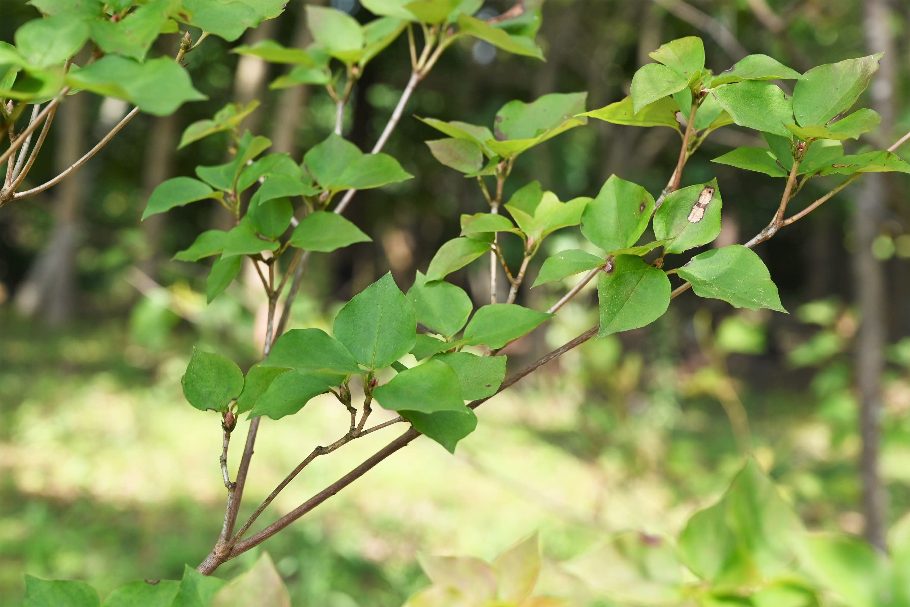 キヨスミミツバツツジ【現品発送】管理70797 キヨスミミツバツツジ