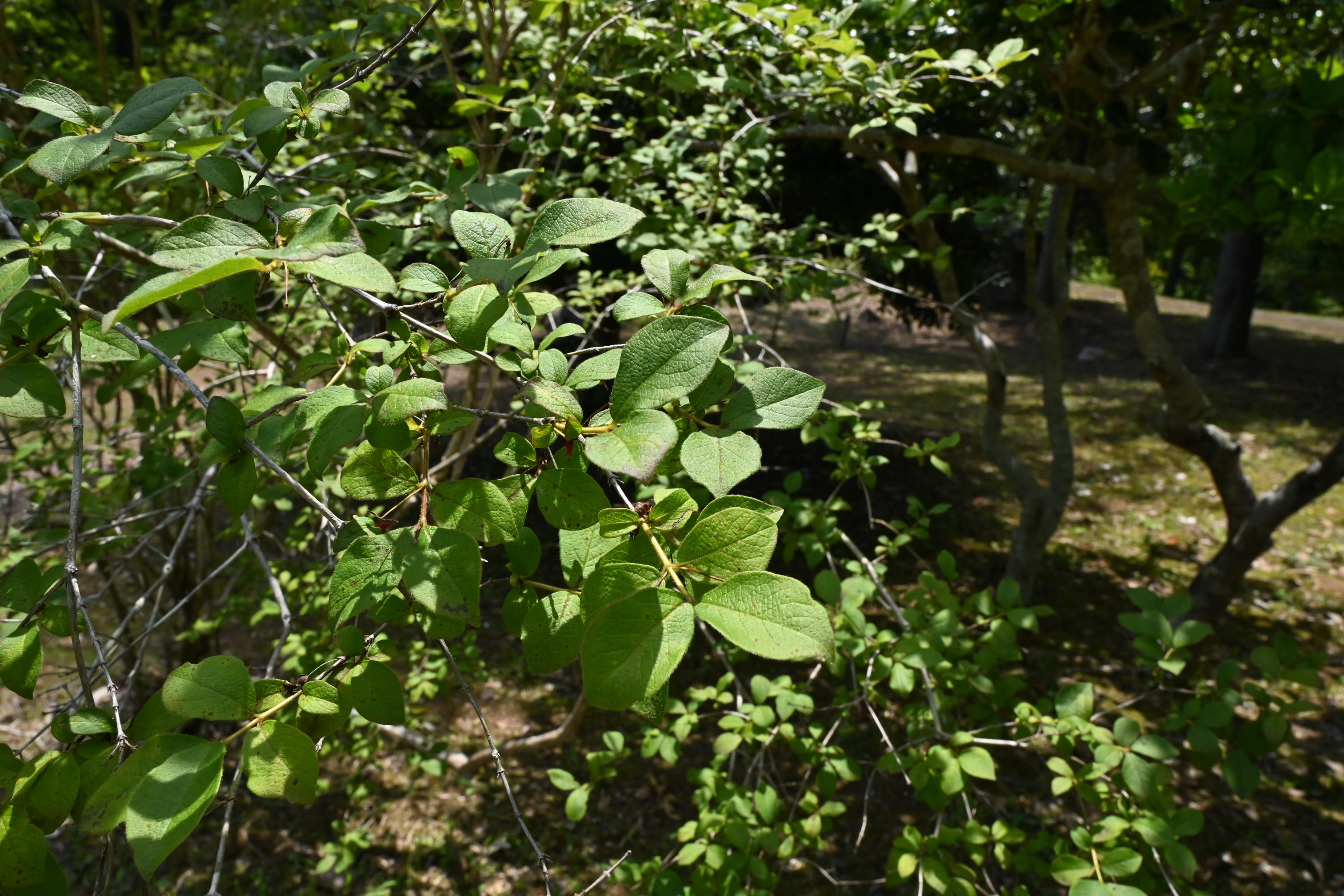 ヤマウグイスカグラ - 庭木図鑑 植木ペディア