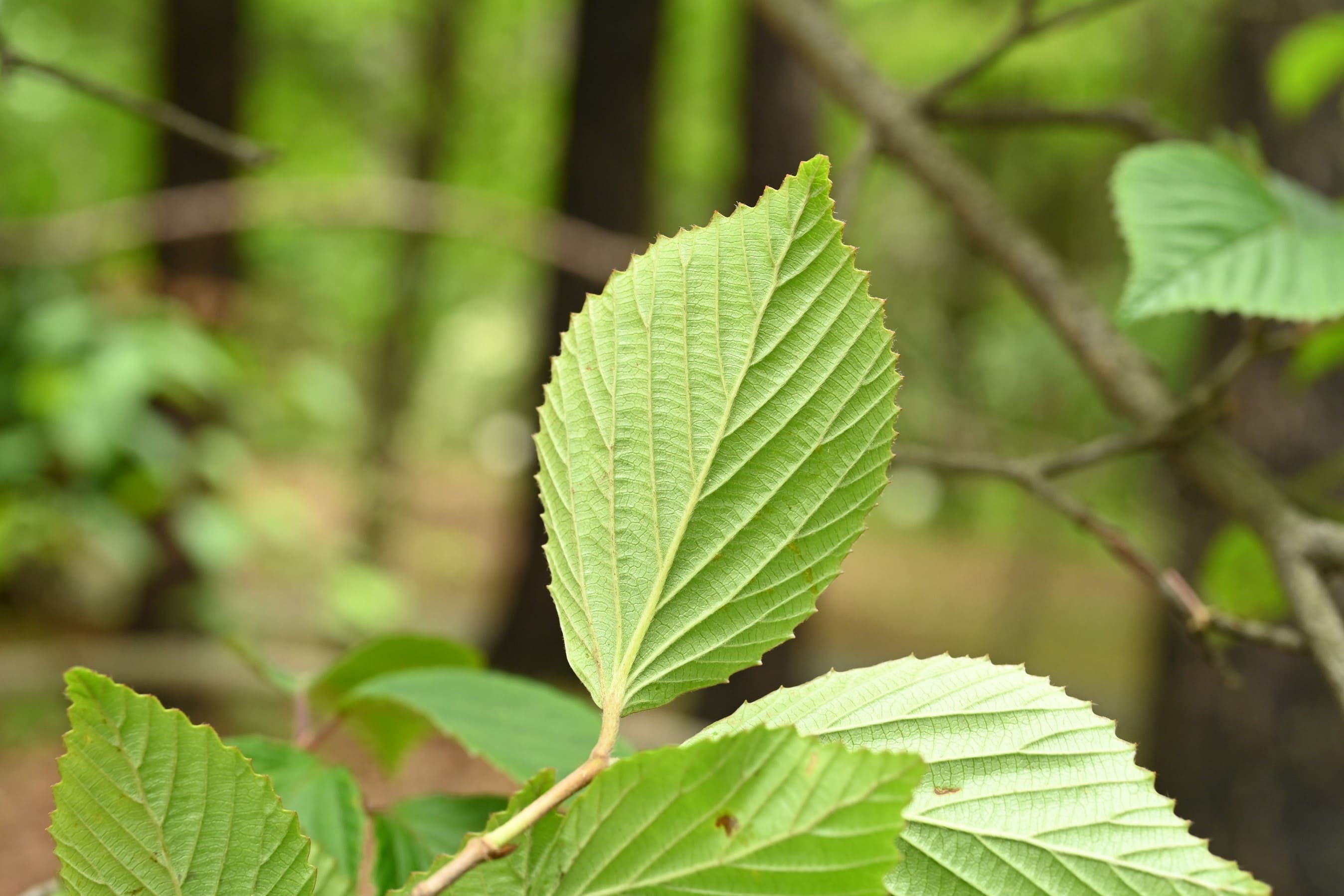 1 山採り　ミヤマガマズミ 山採りミヤマガマズミ