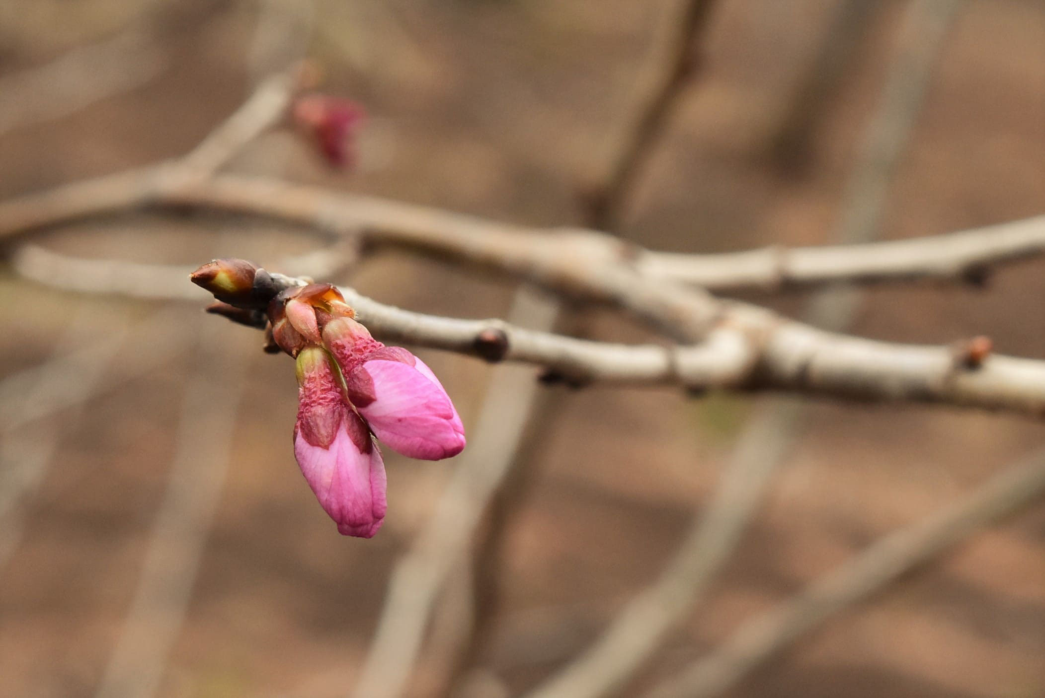 オウトウ 桜桃 庭木図鑑 植木ペディア