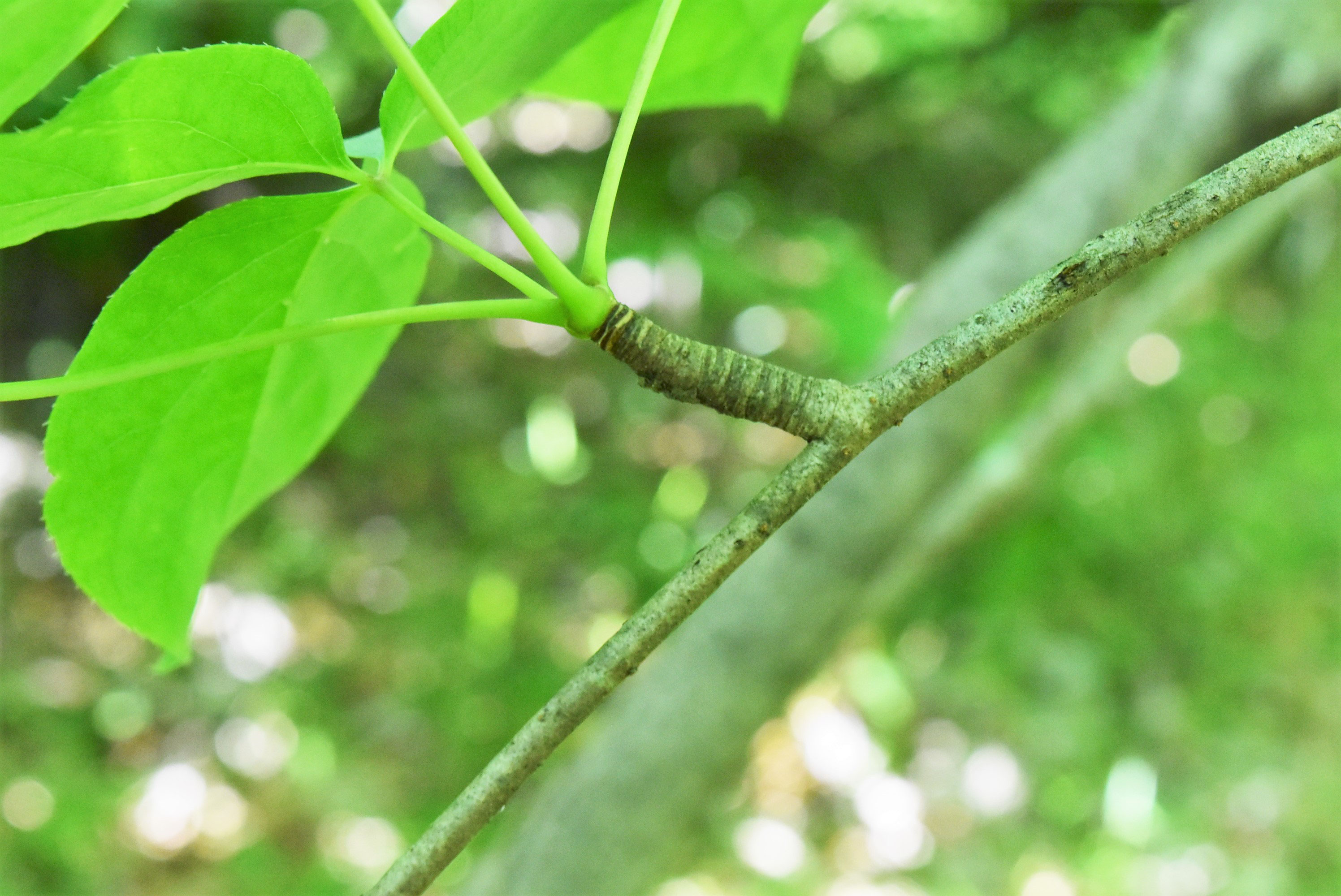 タカノツメ 庭木図鑑 植木ペディア タカノツメ 庭木図鑑 植木ペディア