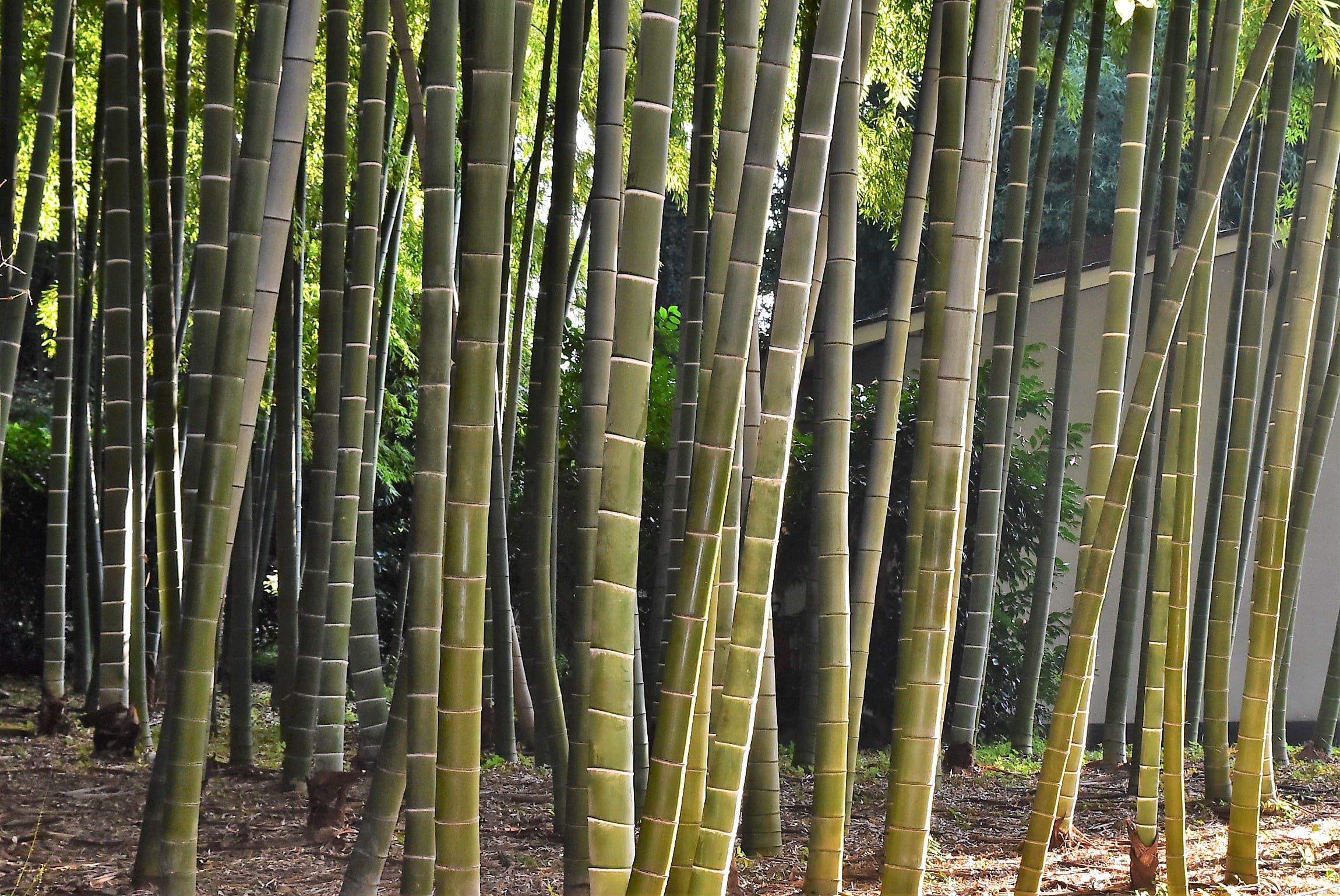 モウソウチク 庭木図鑑 植木ペディア