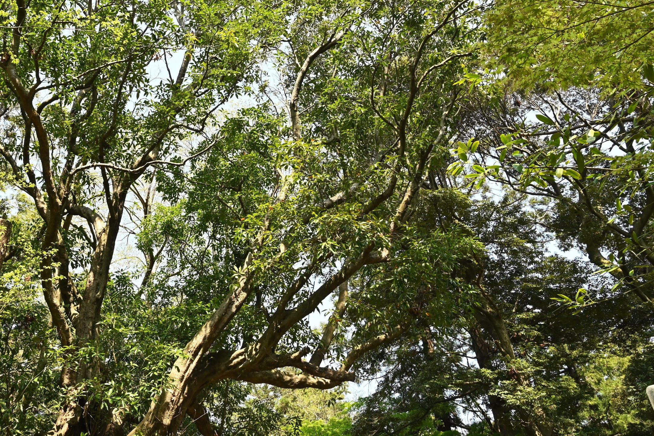 庭木図鑑 植木ペディア