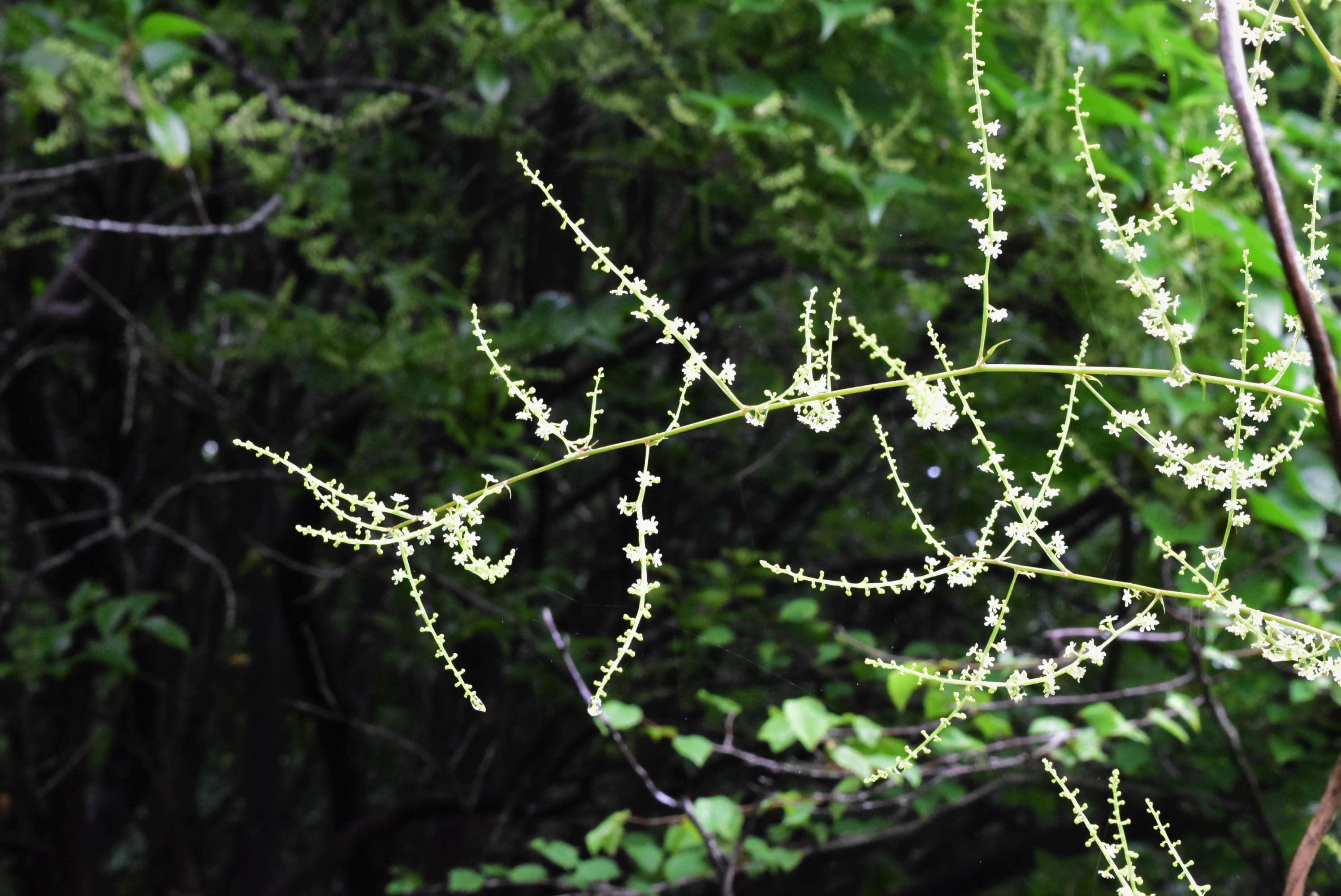 オニドコロ おにどころ 鬼野老 庭木図鑑 植木ペディア