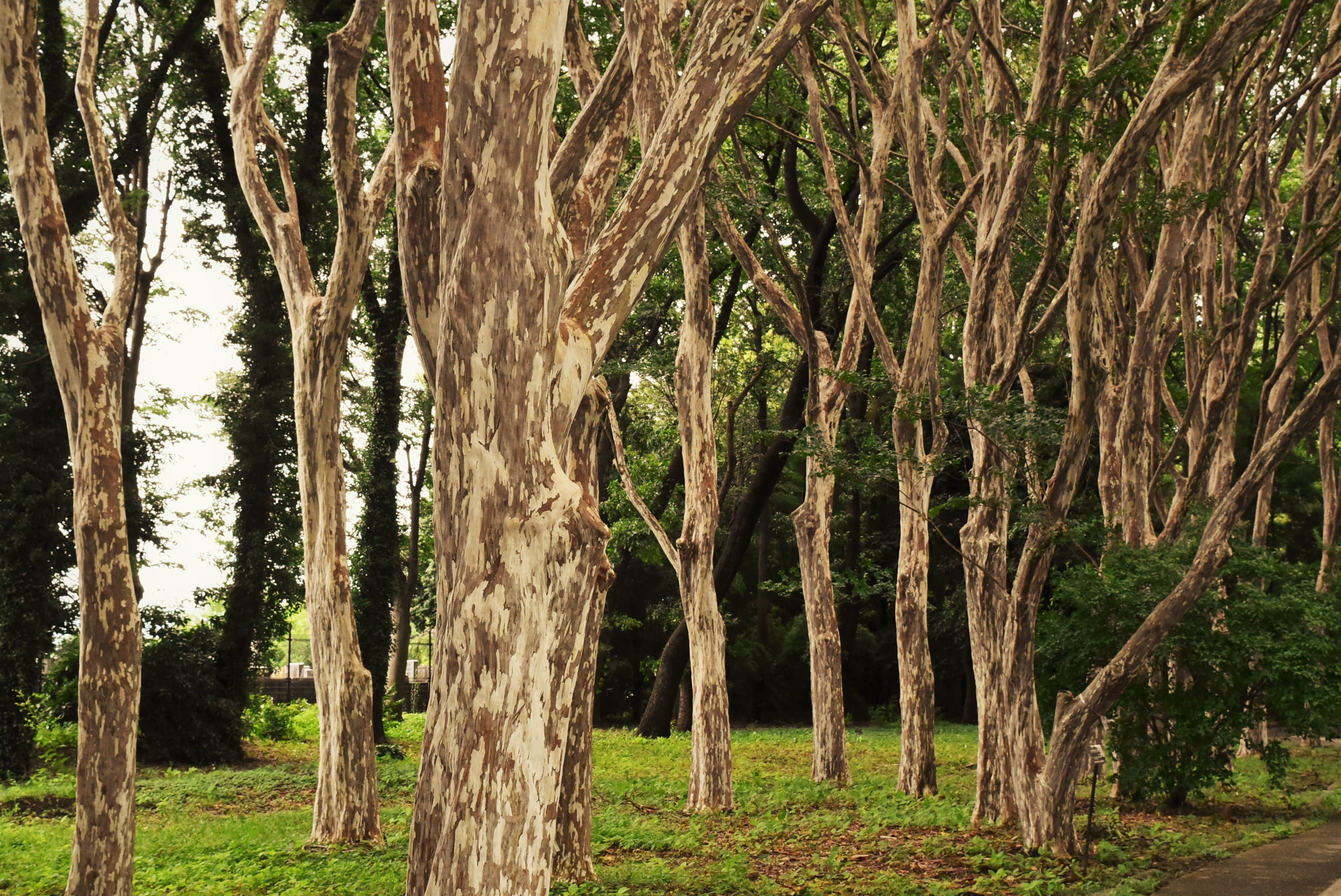 シマサルスベリ 島百日紅 庭木図鑑 植木ペディア