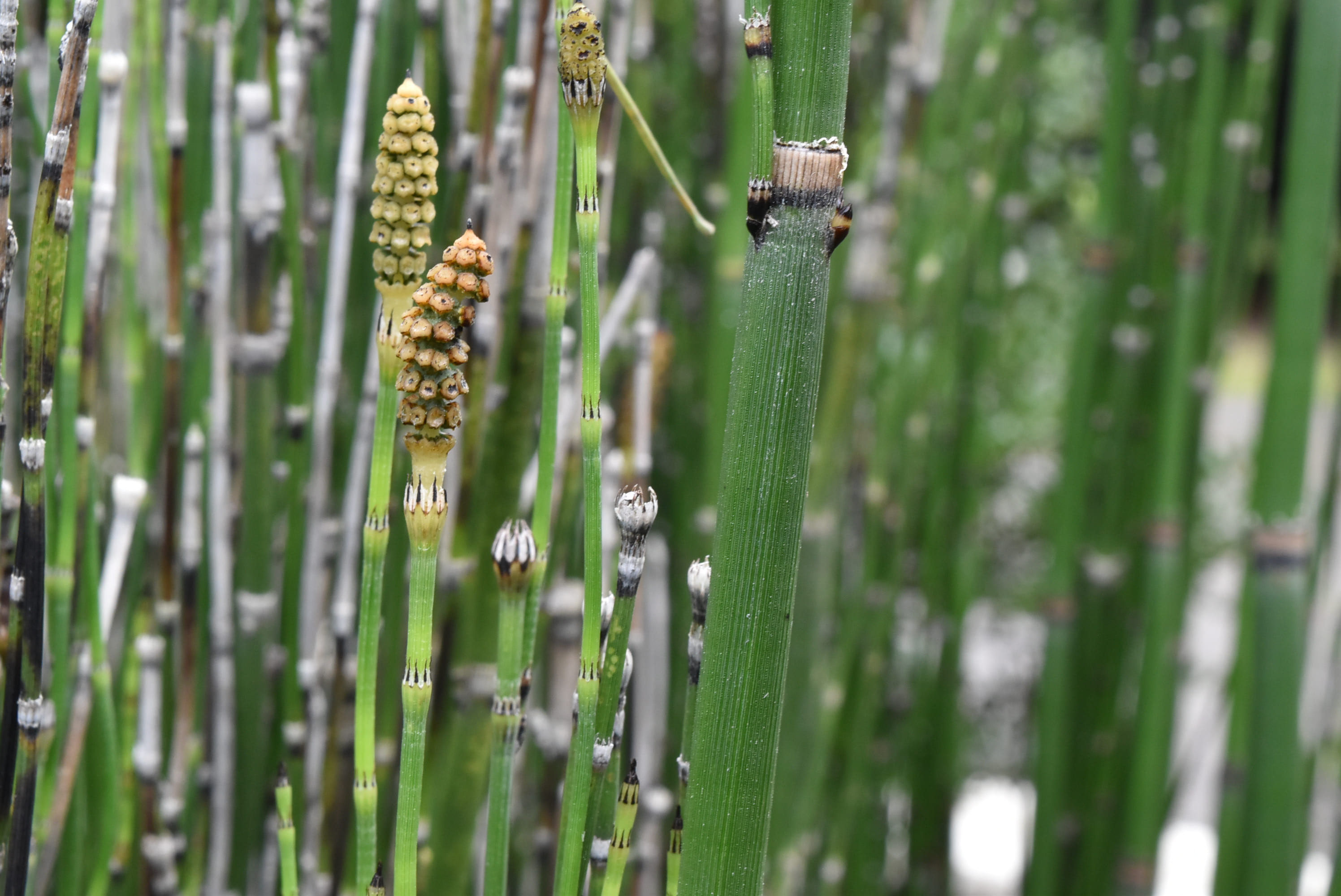 トクサ 庭木図鑑 植木ペディア