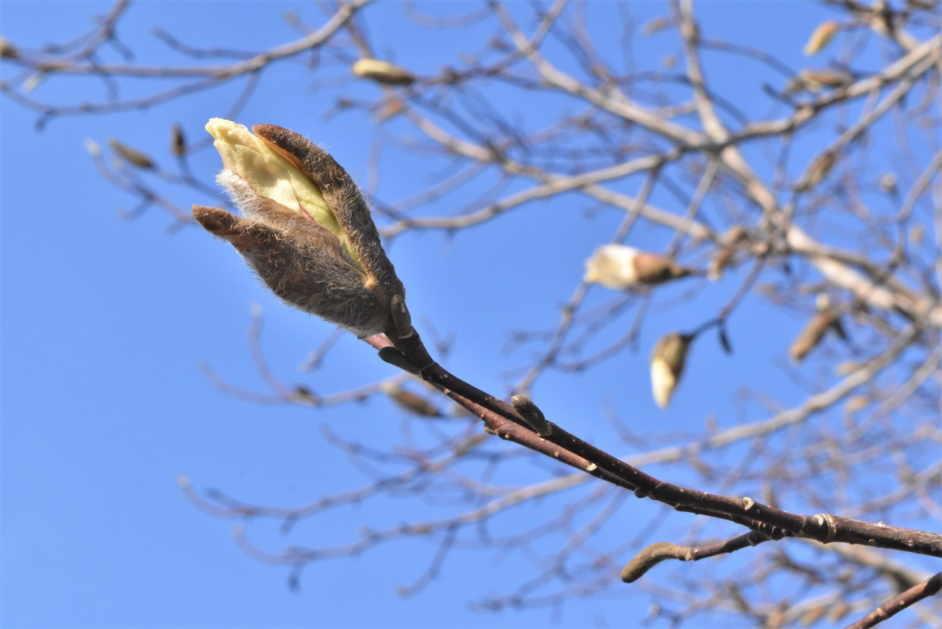 コブシ 辛夷 庭木図鑑 植木ペディア