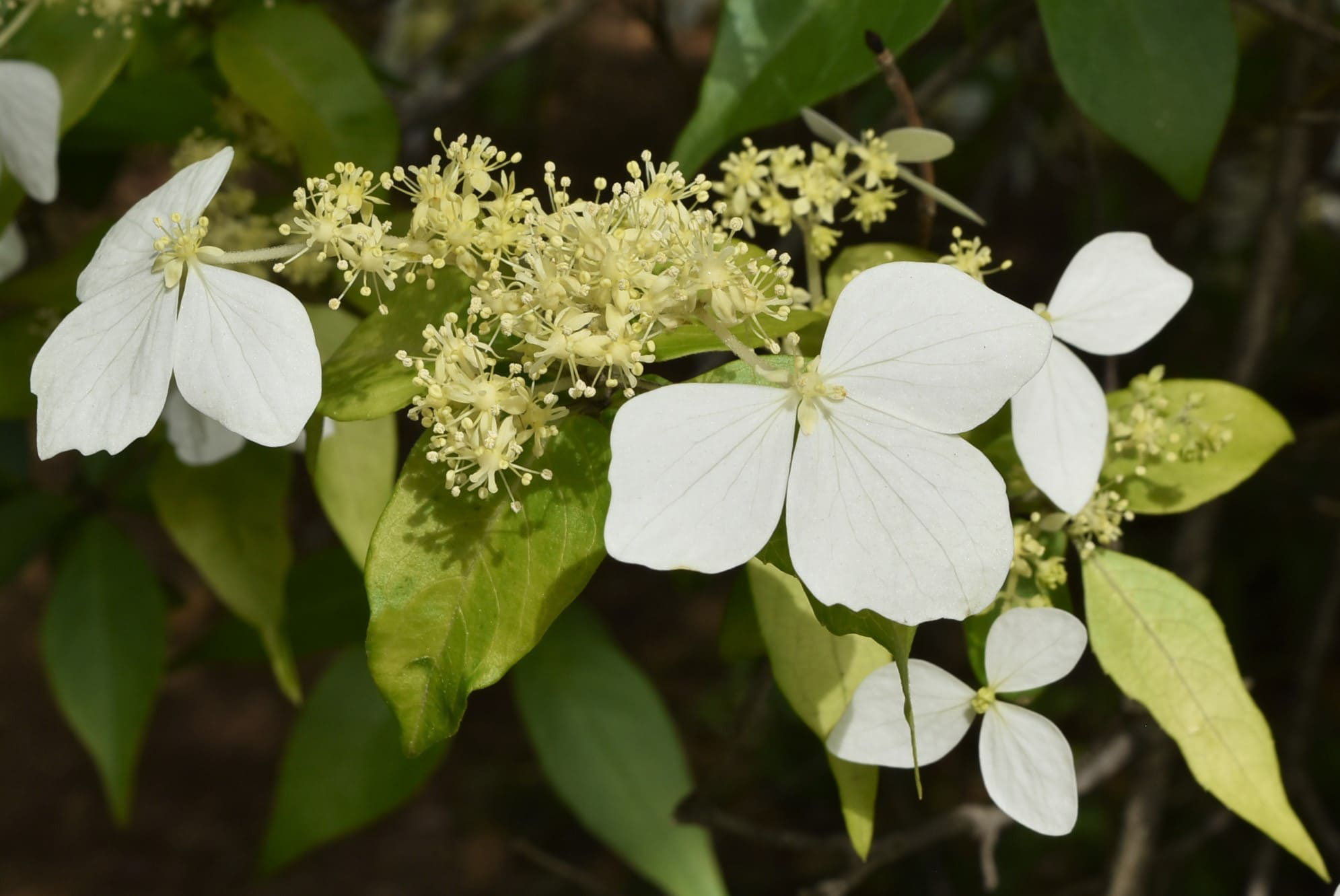ガクウツギ 庭木図鑑 植木ペディア
