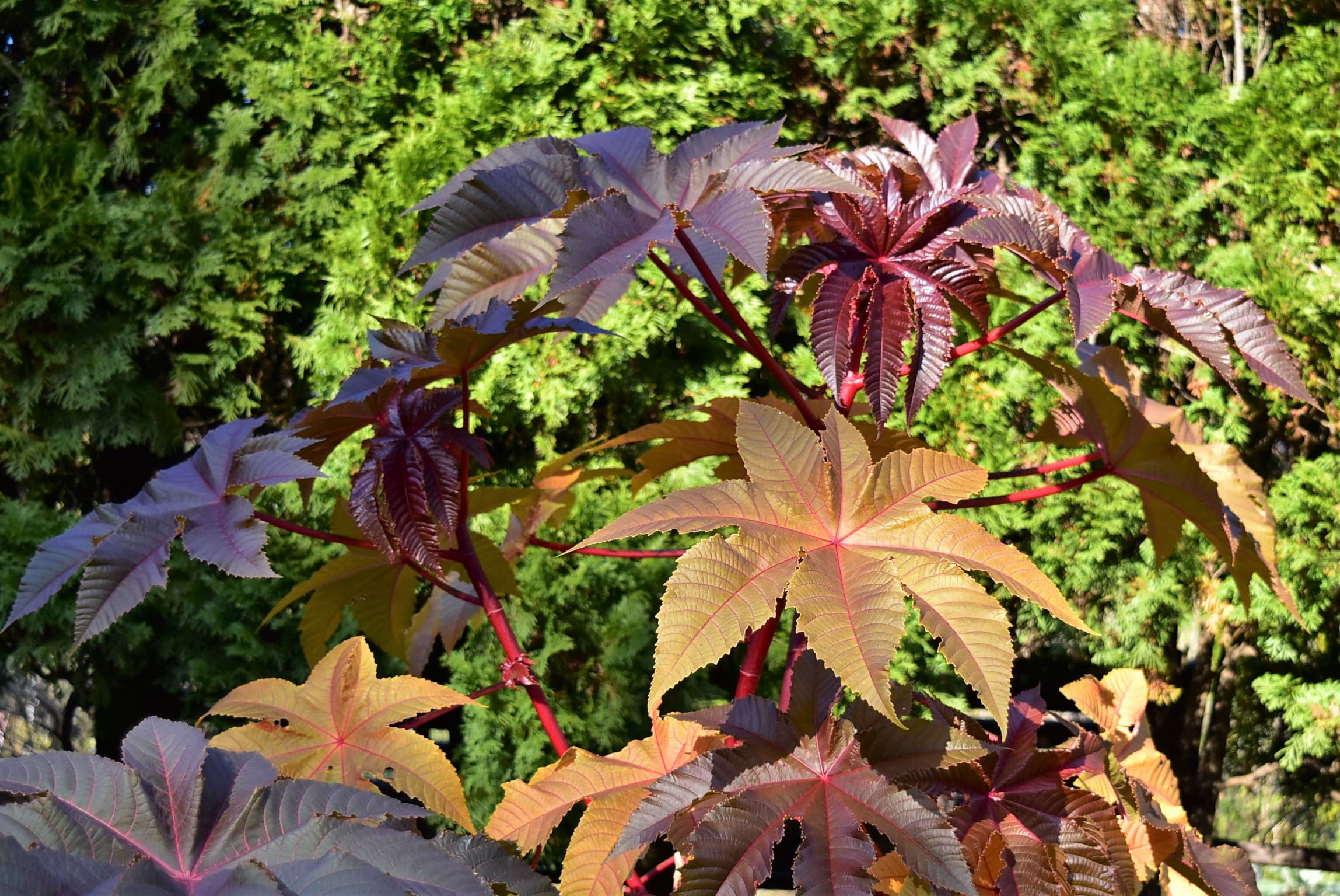 トウゴマ とうごま 唐胡麻 庭木図鑑 植木ペディア トウゴマ とうごま 唐胡麻 庭木図鑑 植木ペディア