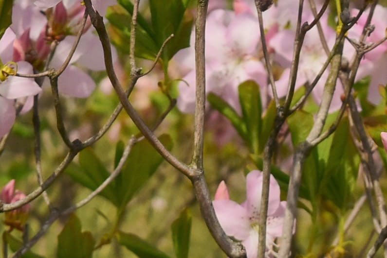 クロフネツツジ くろふねつつじ 黒船躑躅 庭木図鑑 植木ペディア