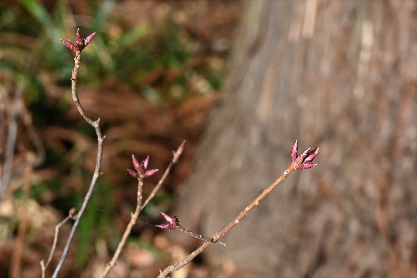 バイカツツジ ばいかつつじ 梅花躑躅 庭木図鑑 植木ペディア バイカツツジ ばいかつつじ 梅花躑躅 庭木図鑑 植木ペディア