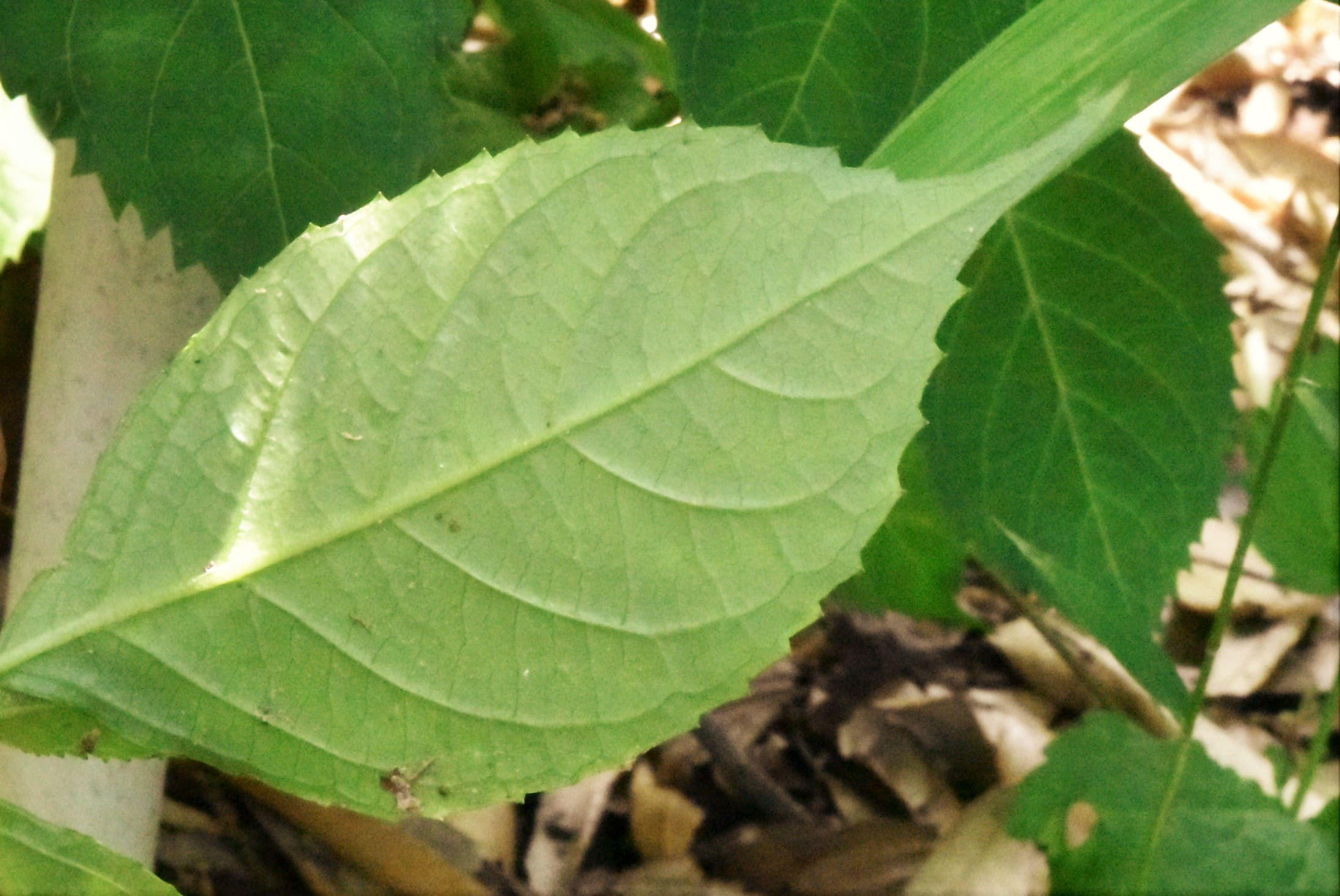 アマチャ 甘茶 庭木図鑑 植木ペディア アマチャ 甘茶 庭木図鑑 植木ペディア
