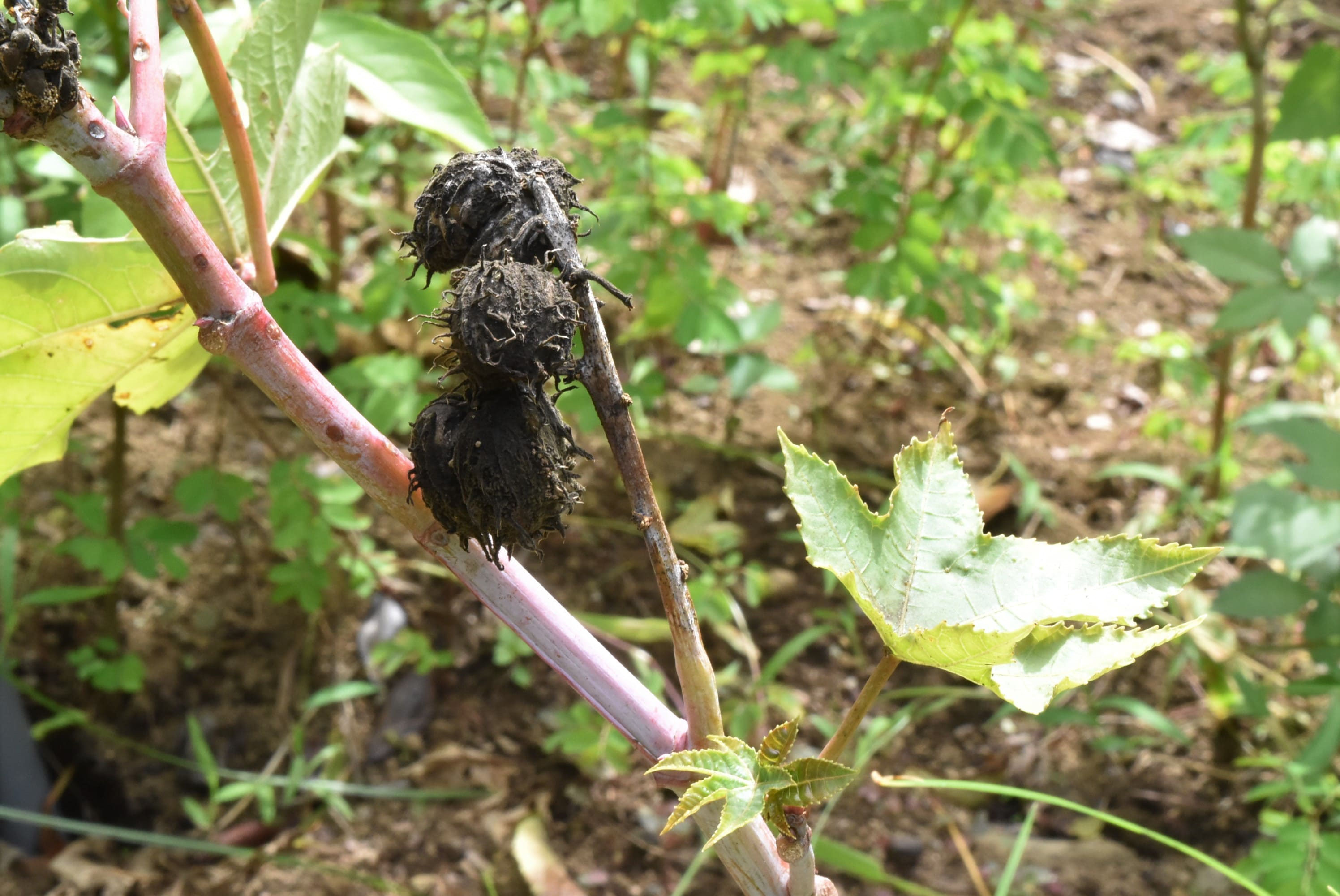 トウゴマ とうごま 唐胡麻 庭木図鑑 植木ペディア トウゴマ とうごま 唐胡麻 庭木図鑑 植木ペディア