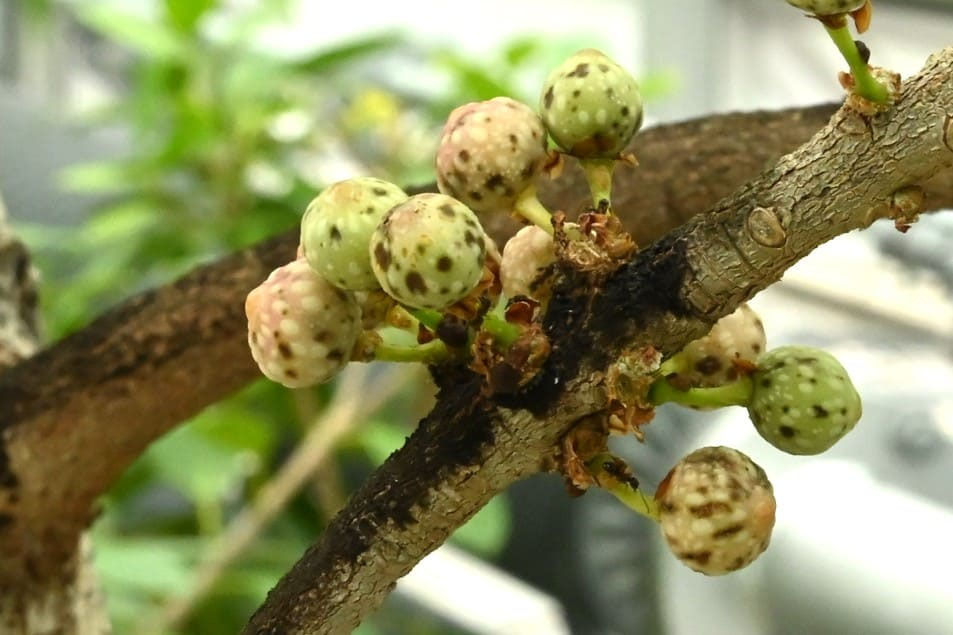 アコウ（赤榕） - 庭木図鑑 植木ペディア