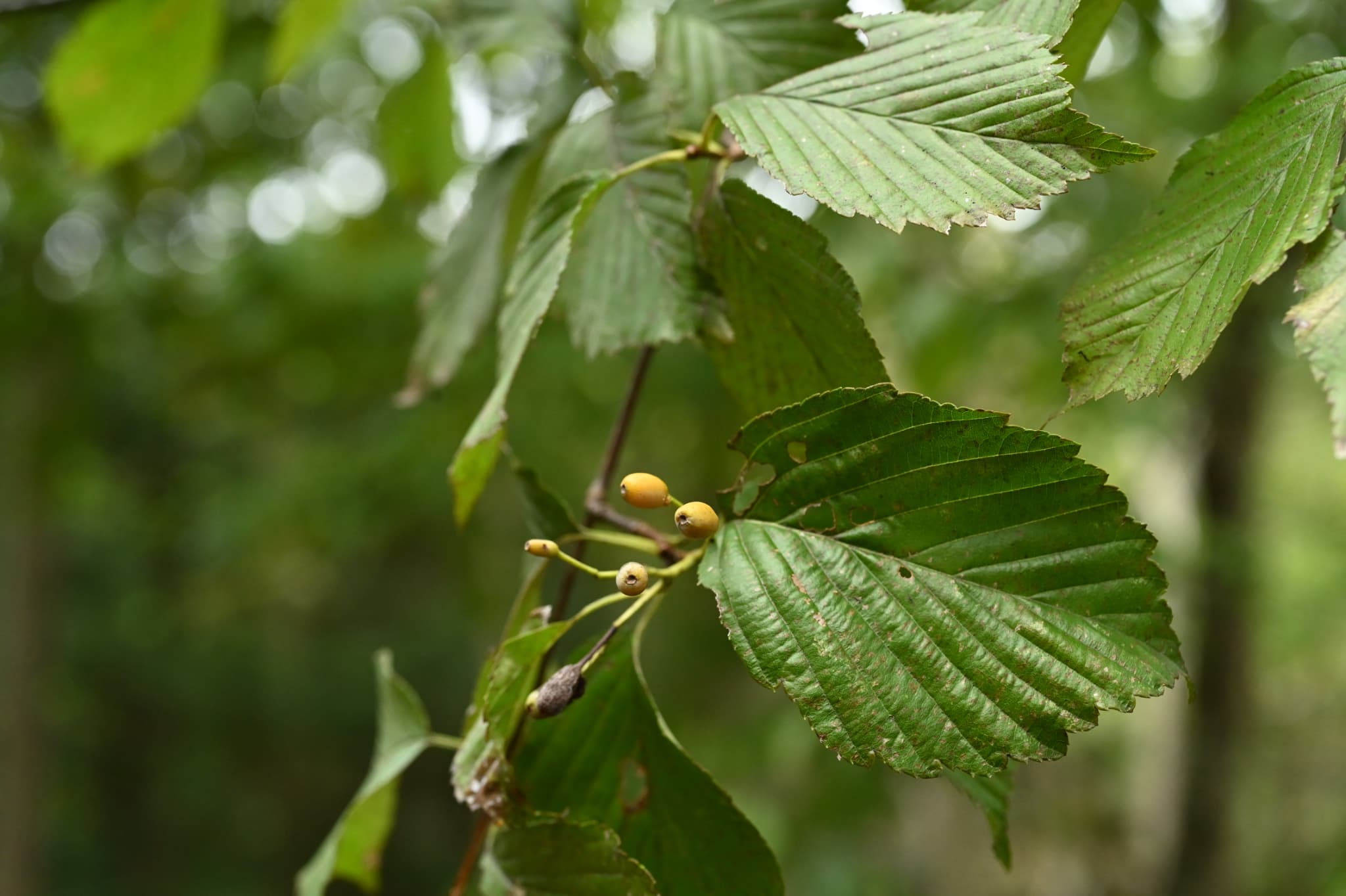 アズキナシ　/453 アズキナシ /453 アズキナシ (Sorbus alnifolia)