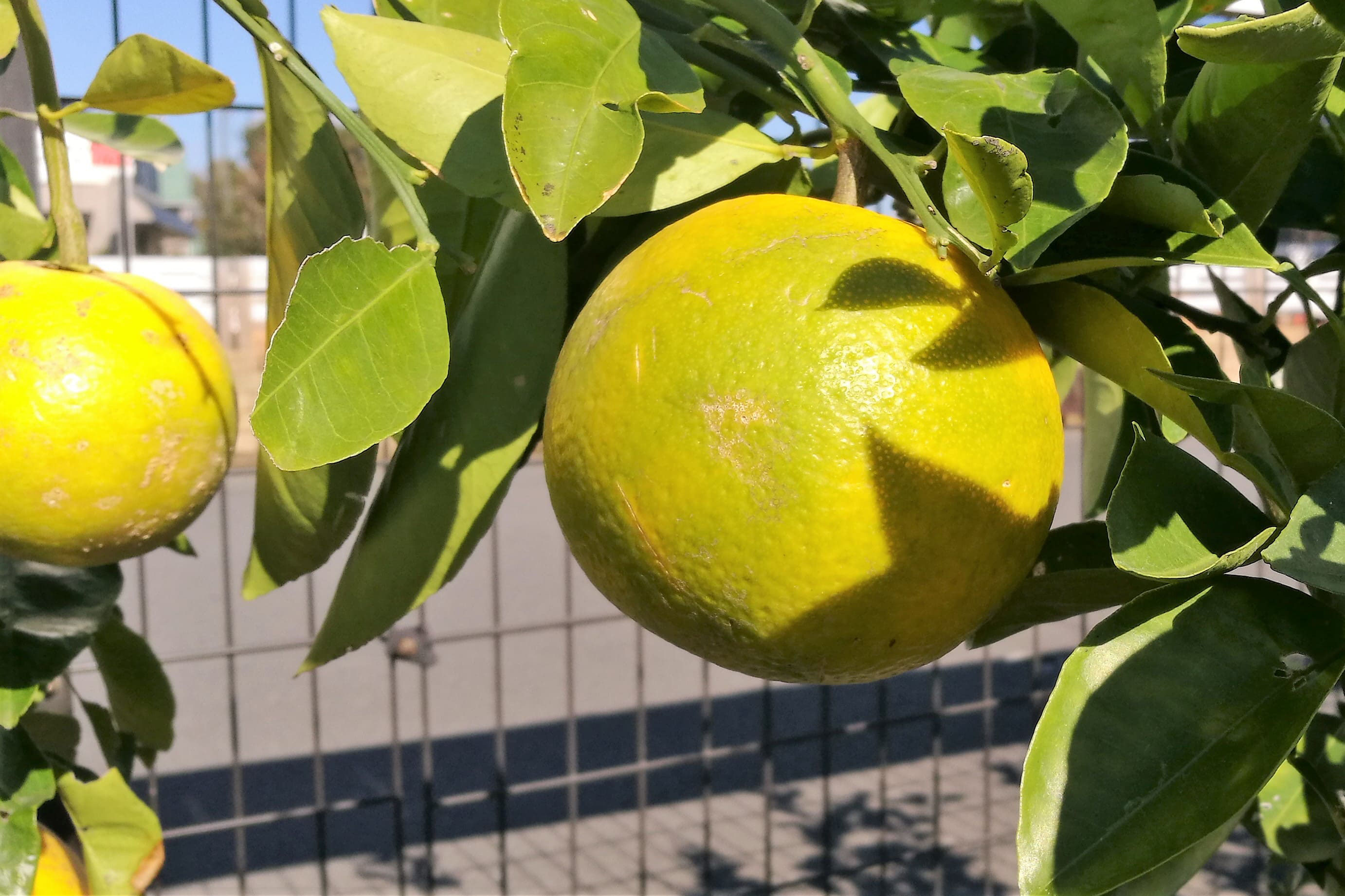 ハッサク はっさく 八朔 庭木図鑑 植木ペディア