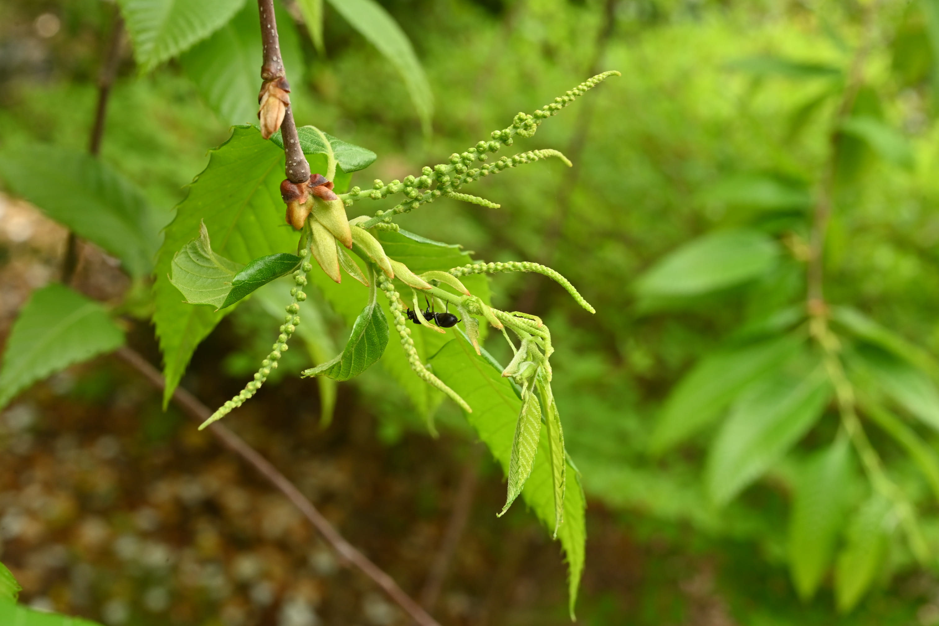 クリ 栗 庭木図鑑 植木ペディア