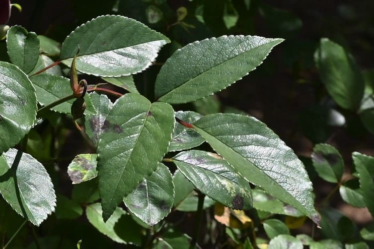 コウシンバラ こうしんばら 庚申薔薇 庭木図鑑 植木ペディア