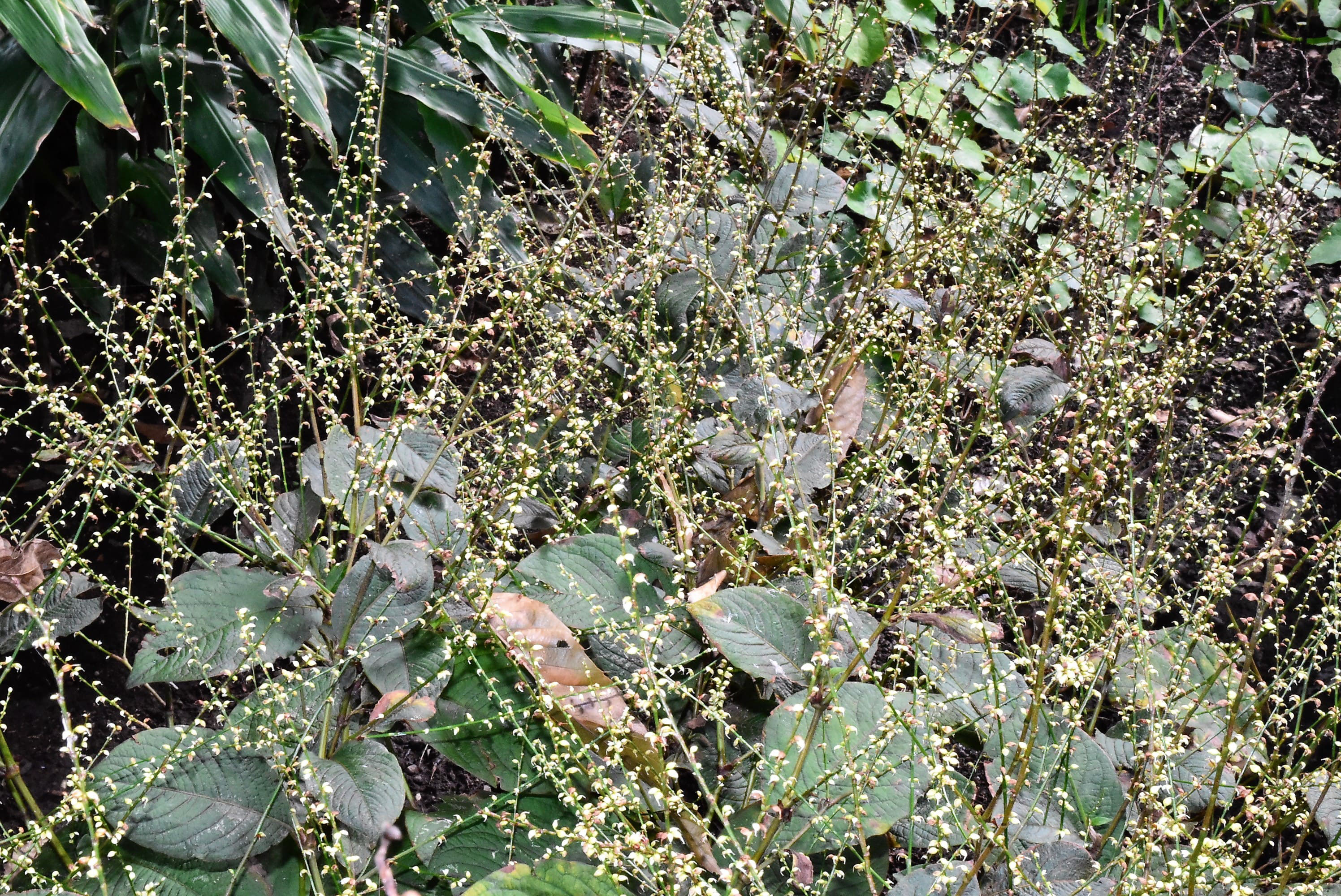 ミズヒキ 水引 庭木図鑑 植木ペディア ミズヒキ 水引 庭木図鑑 植木ペディア