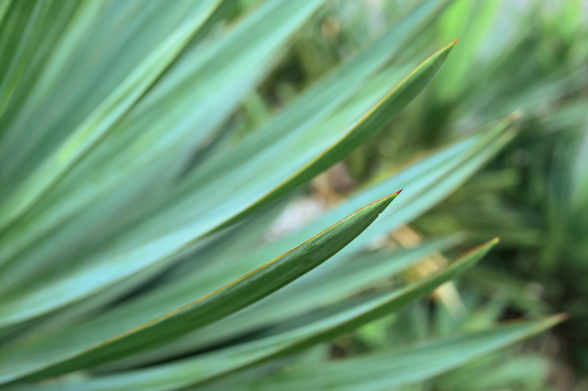 班入り蘇鉄 キミガヨラン キミガヨラン／きみがよらん／君が代蘭 - 庭木図鑑 植木ペディア