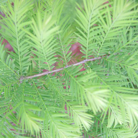 ラクウショウ 庭木図鑑 植木ペディア ラクウショウ 庭木図鑑 植木ペディア