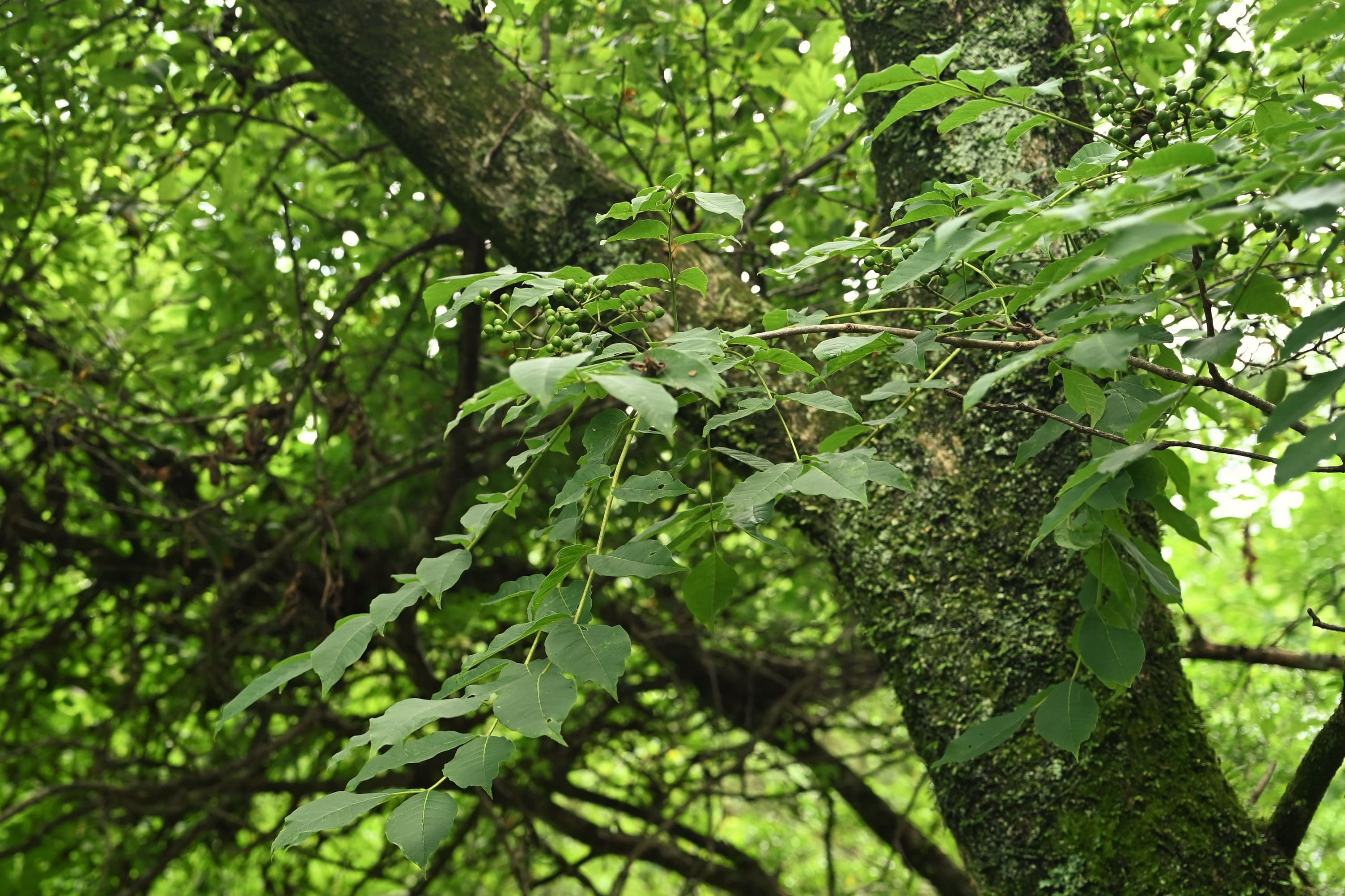 ★決算特価商品★ キハダ - 庭木図鑑 植木ペディア 置物