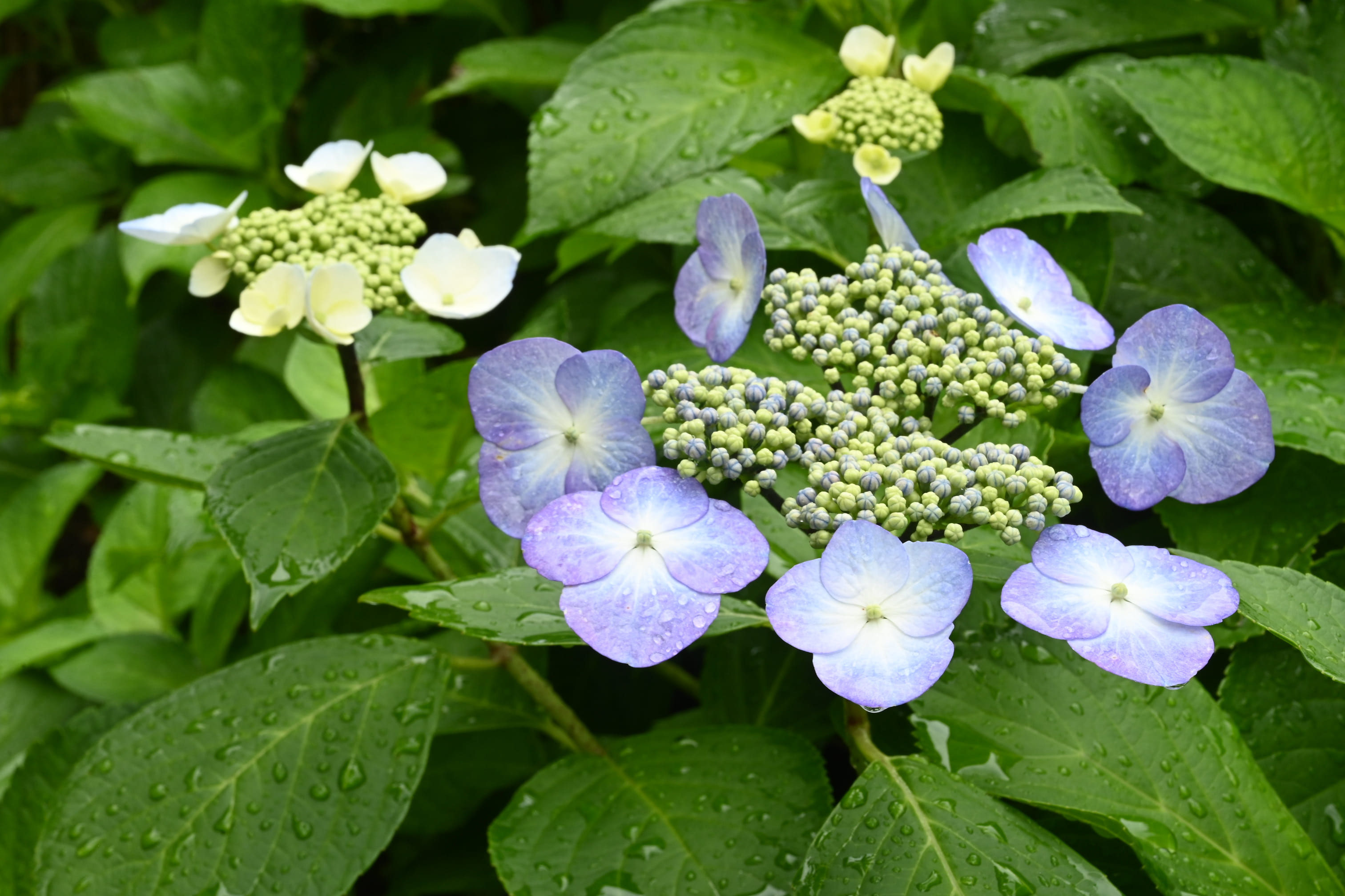 ガクアジサイ 庭木図鑑 植木ペディア ガクアジサイ 庭木図鑑 植木ペディア