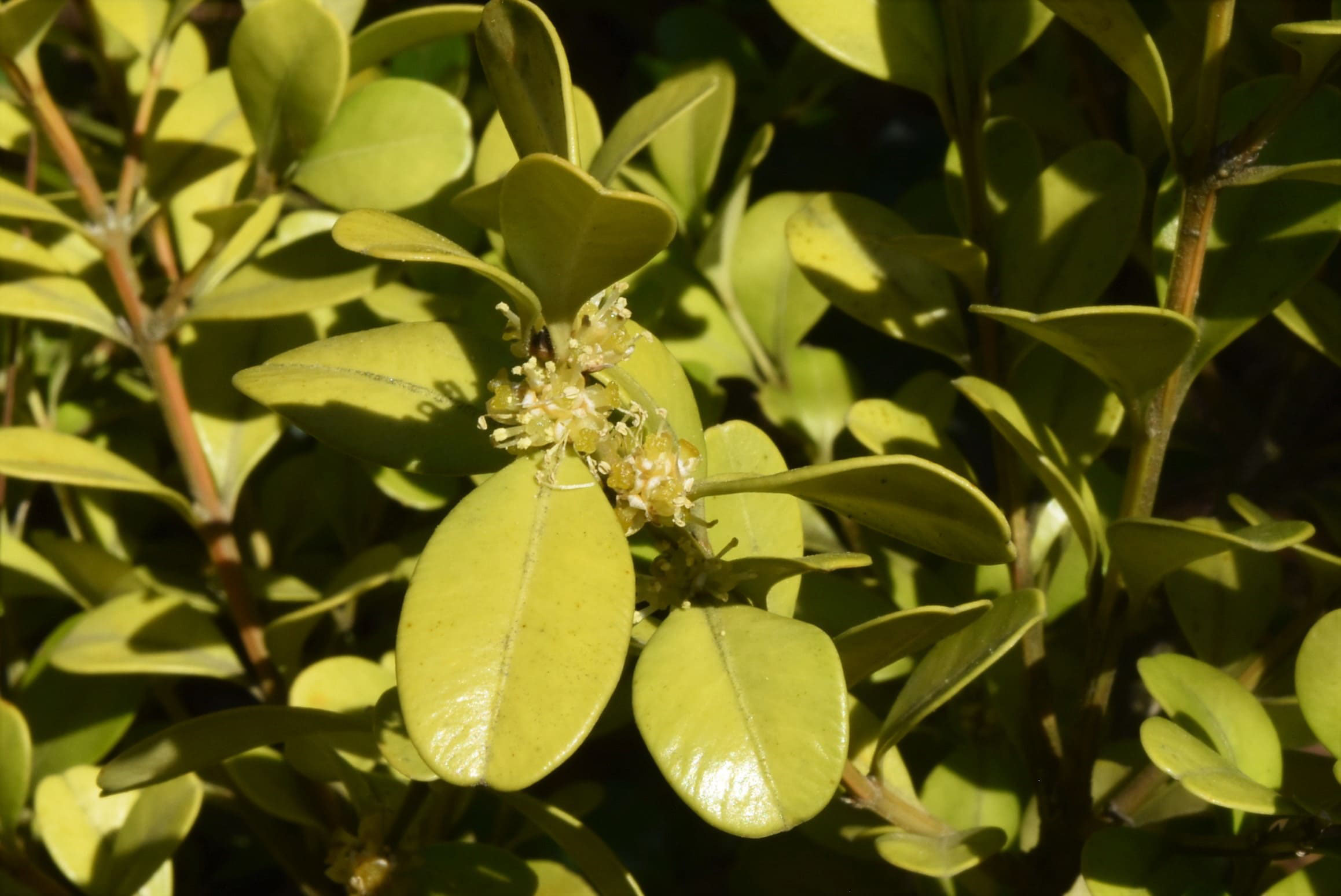 ボックスウッド 庭木図鑑 植木ペディア
