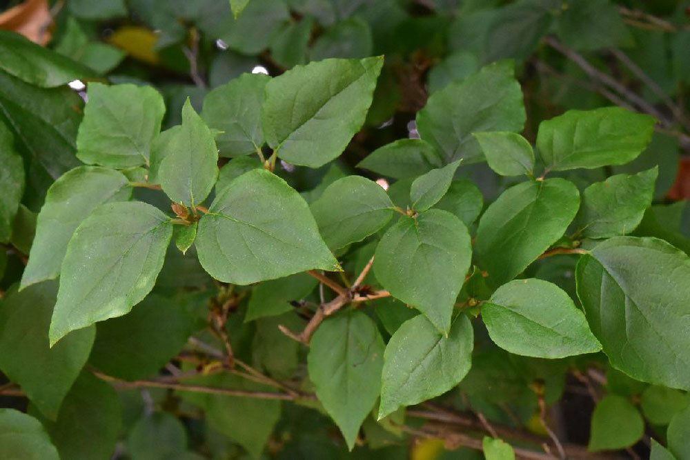 ミツバツツジ 庭木図鑑 植木ペディア