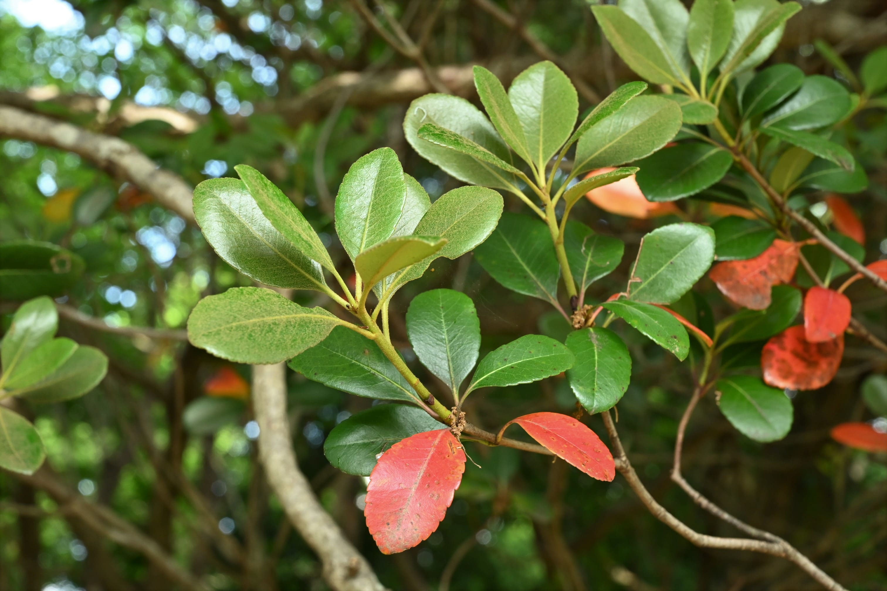 シャリンバイ（車輪梅） - 庭木図鑑 植木ペディア