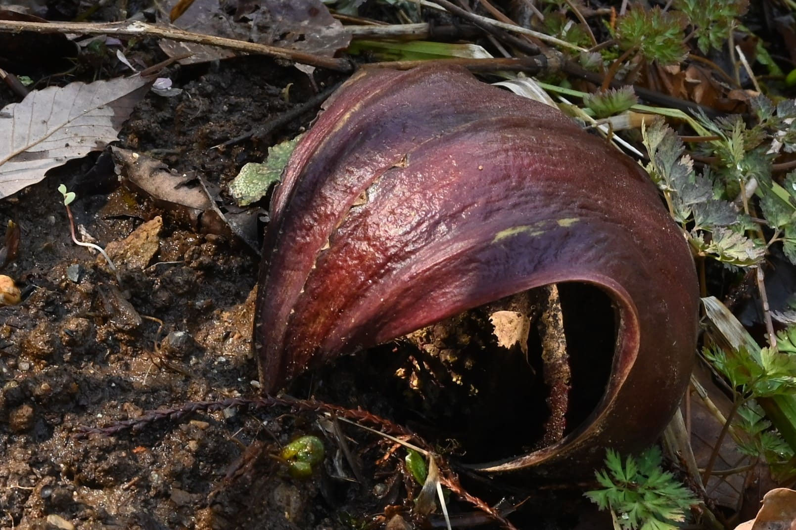ザゼンソウ／ざぜんそう／座禅草 - 庭木図鑑 植木ペディア