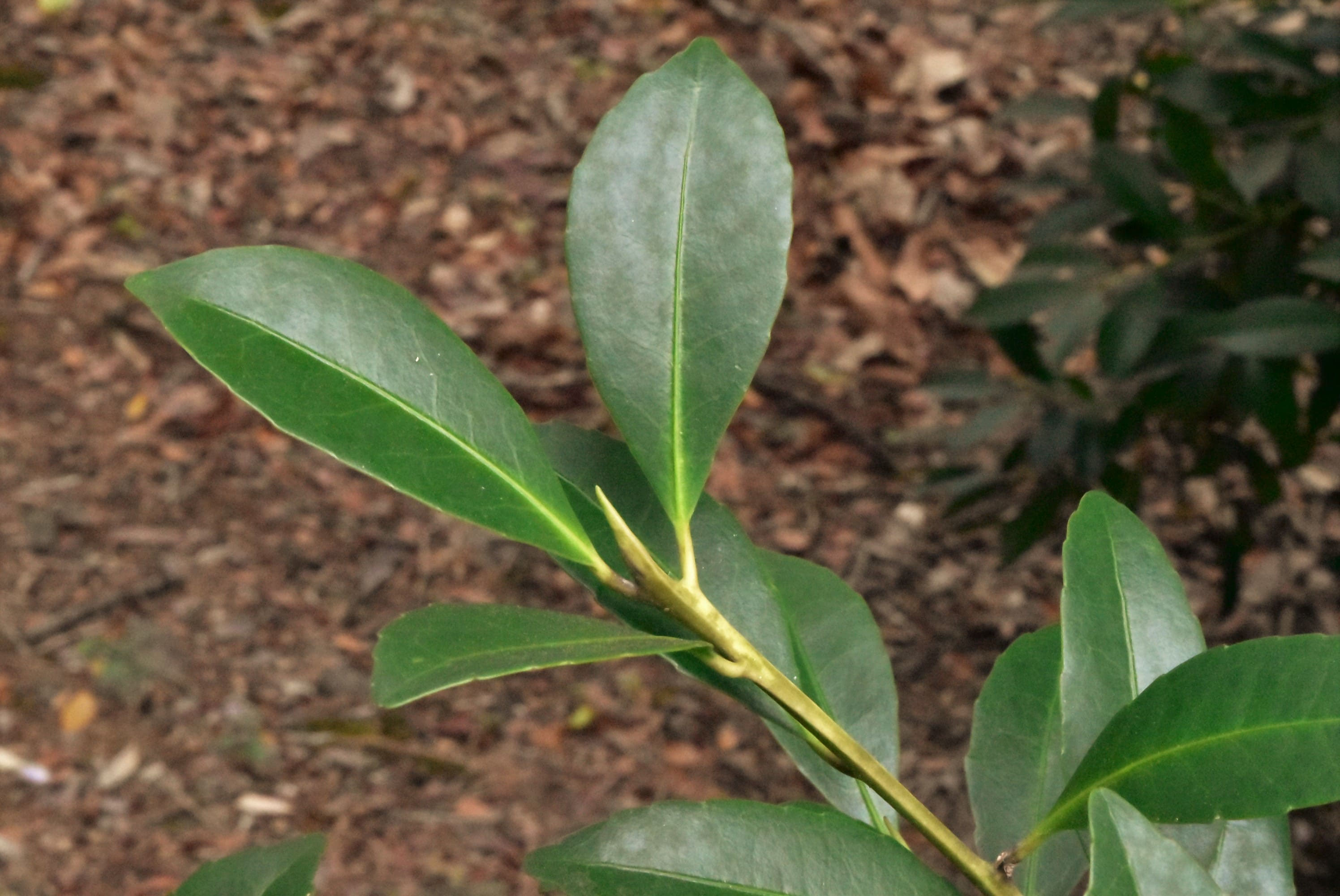 クロキ　黒木  10000～応談可 クロキ 黒木 10000～応談可