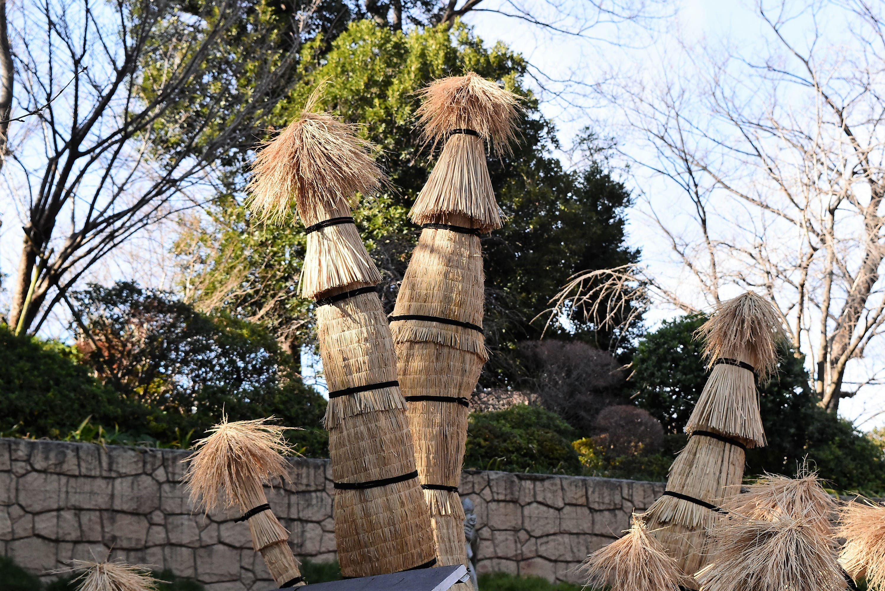 ソテツ/そてつ/蘇鉄 - 庭木図鑑 植木ペディア ソテツ/そてつ/蘇鉄 - 庭木図鑑 植木ペディア