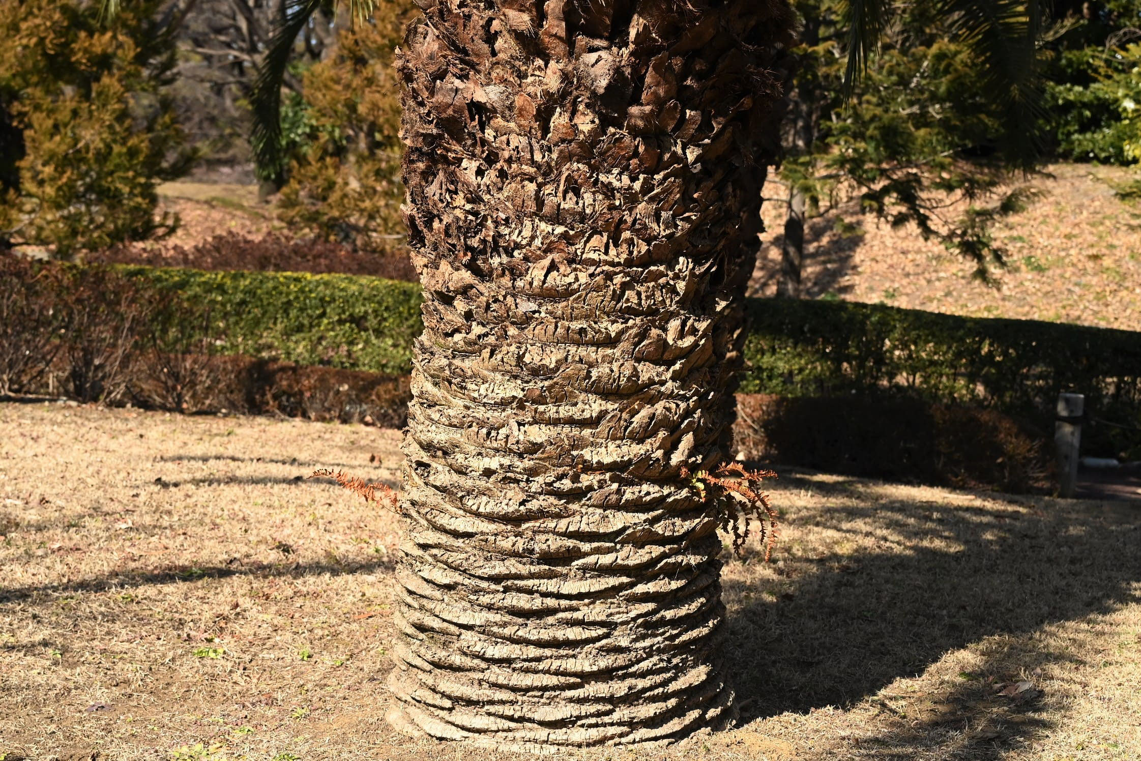 カナリーヤシ／かなりーやし - 庭木図鑑 植木ペディア