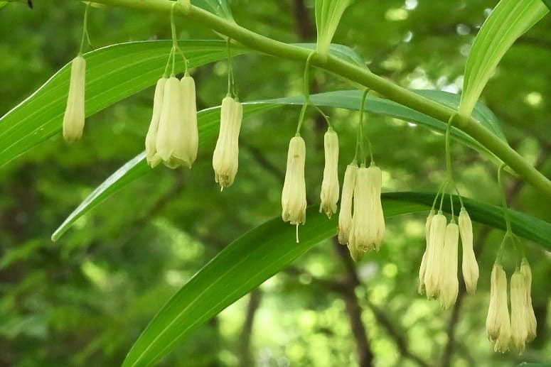 庭木図鑑 植木ペディア