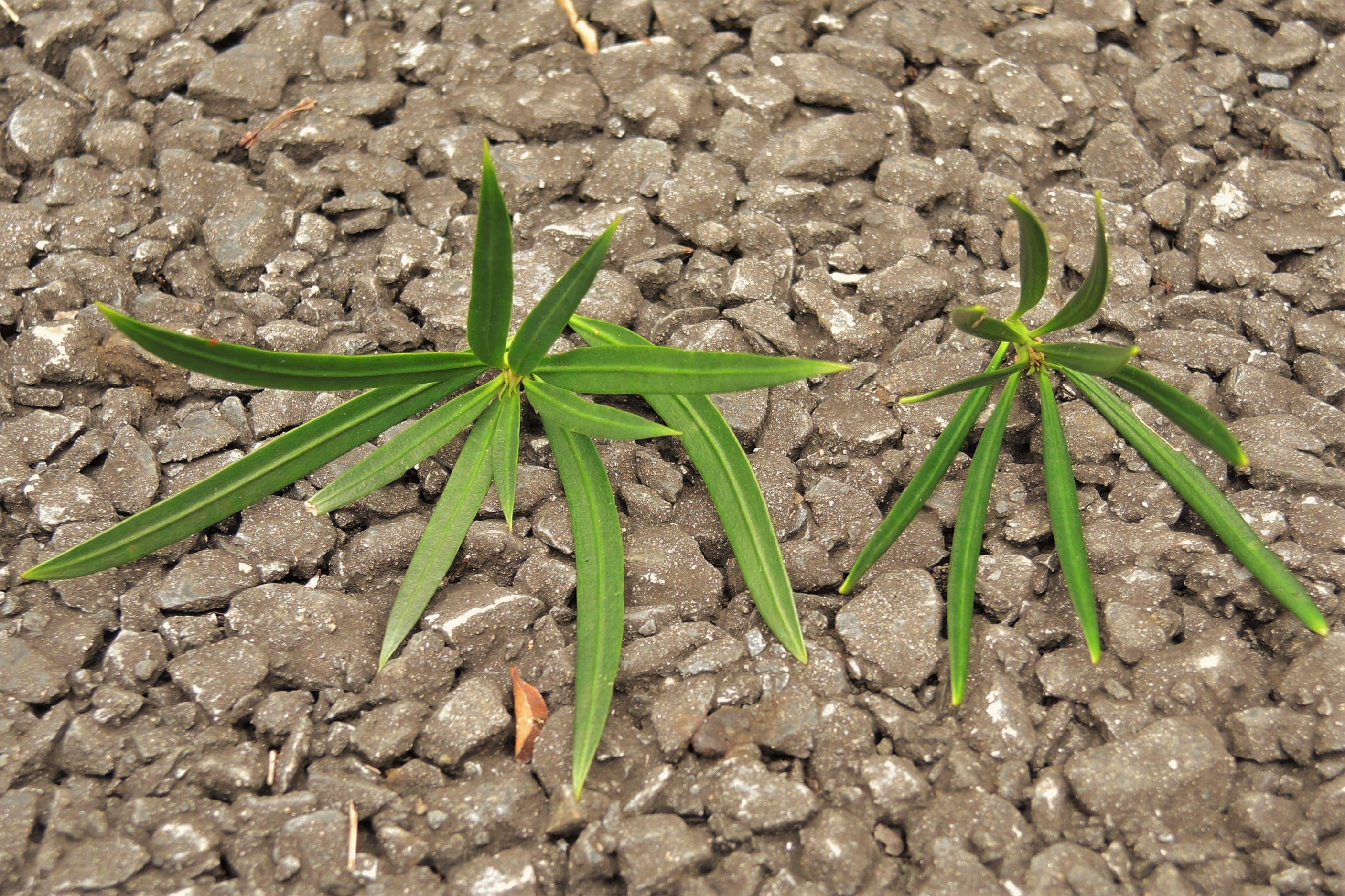 ラカンマキ 羅漢槙 庭木図鑑 植木ペディア