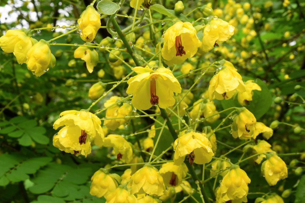 ジャケツイバラ 庭木図鑑 植木ペディア ジャケツイバラ 庭木図鑑 植木ペディア
