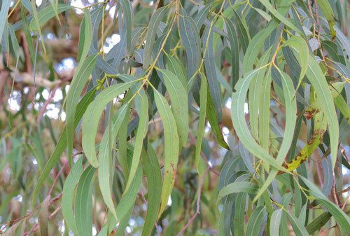 ユーカリノキ - 庭木図鑑 植木ペディア