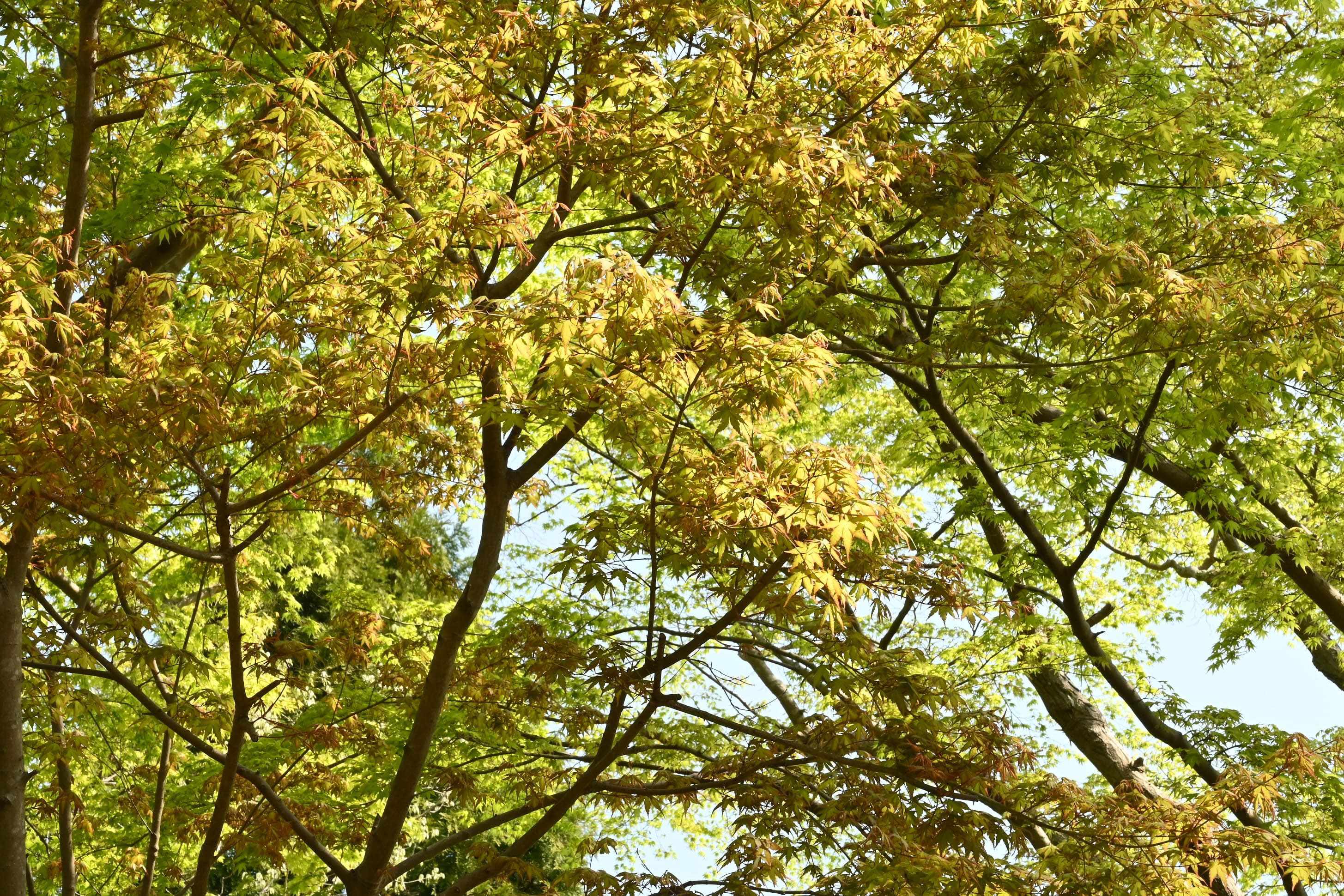 ヤマモミジ やまもみじ 山紅葉 庭木図鑑 植木ペディア ヤマモミジ やまもみじ 山紅葉 庭木図鑑 植木ペディア