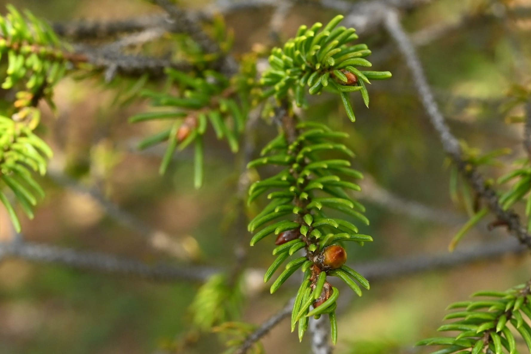 アカエゾマツ（赤蝦夷松） - 庭木図鑑 植木ペディア
