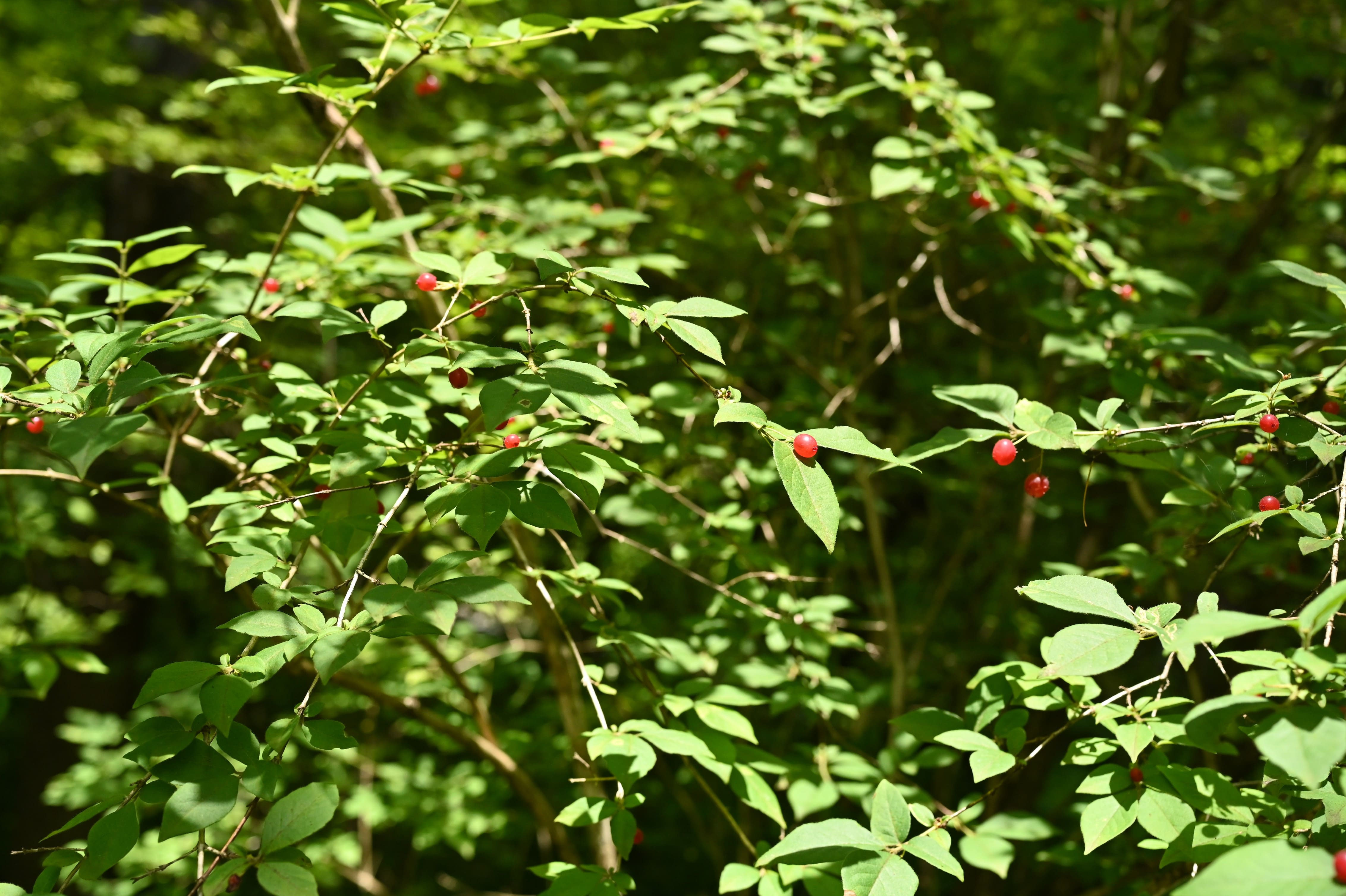 ミヤマウグイスカグラ（深山鶯神楽） - 庭木図鑑 植木ペディア