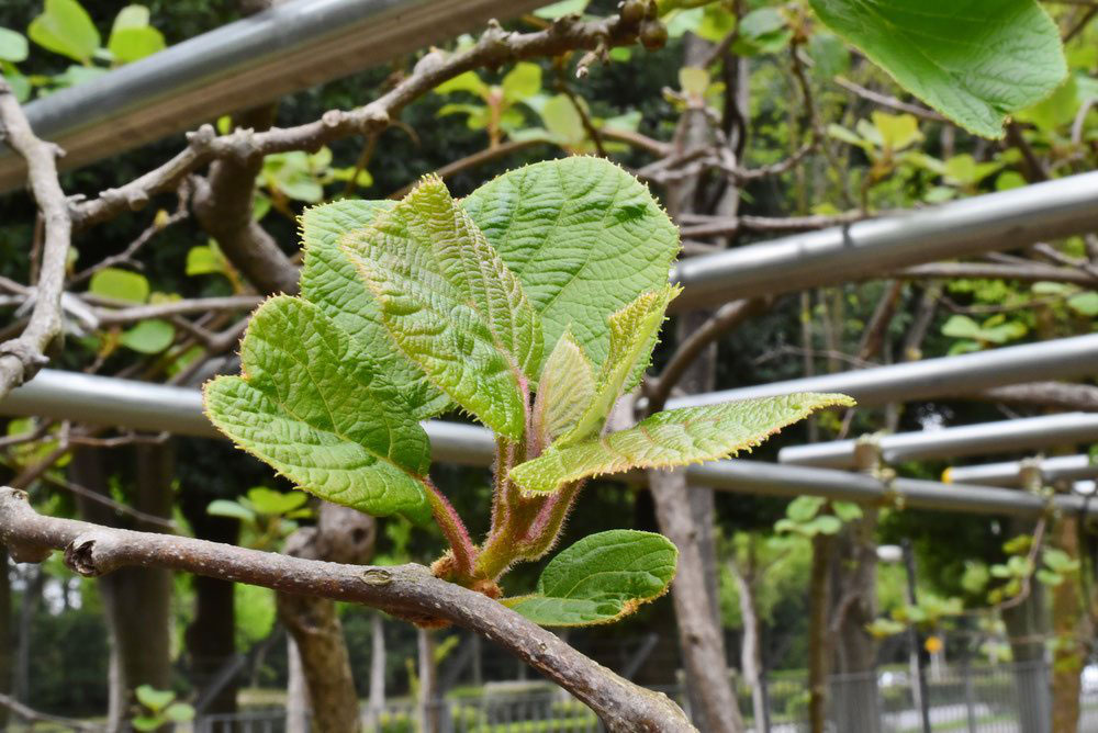 キウイフルーツ 庭木図鑑 植木ペディア