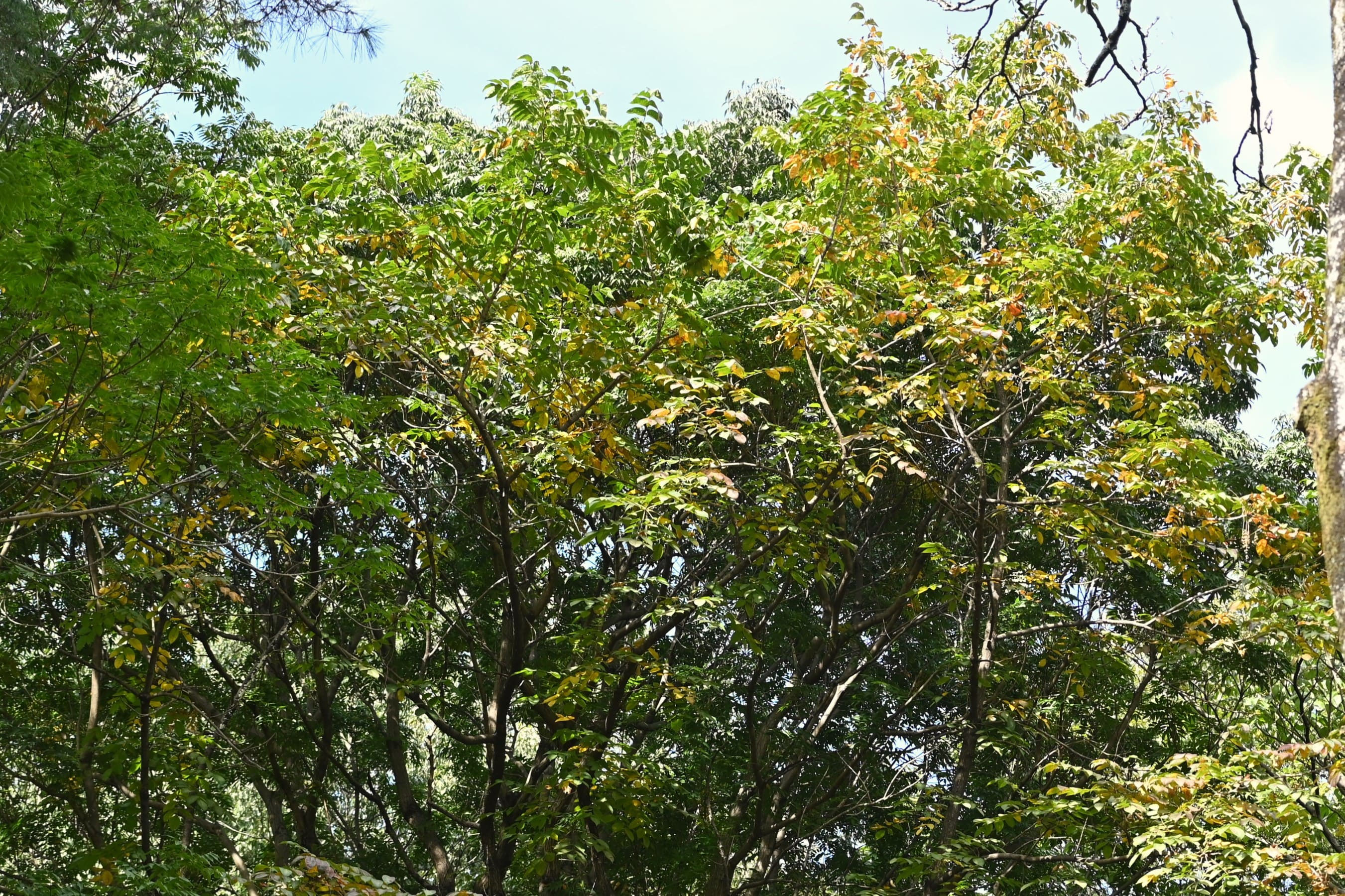 ウルシ(漆) 庭木図鑑 植木ペディア ウルシ(漆) 庭木図鑑 植木ペディア