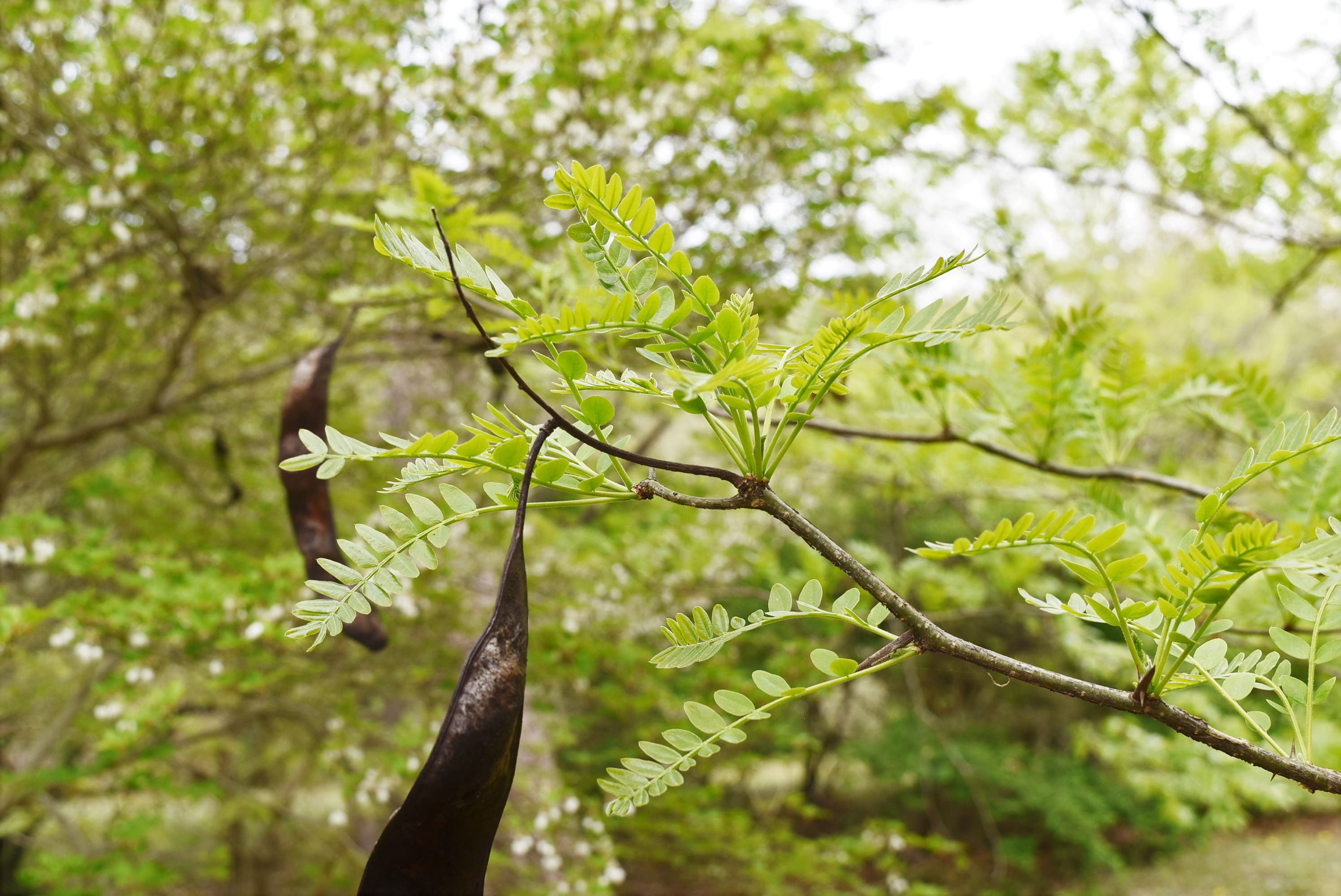 サイカチ 庭木図鑑 植木ペディア