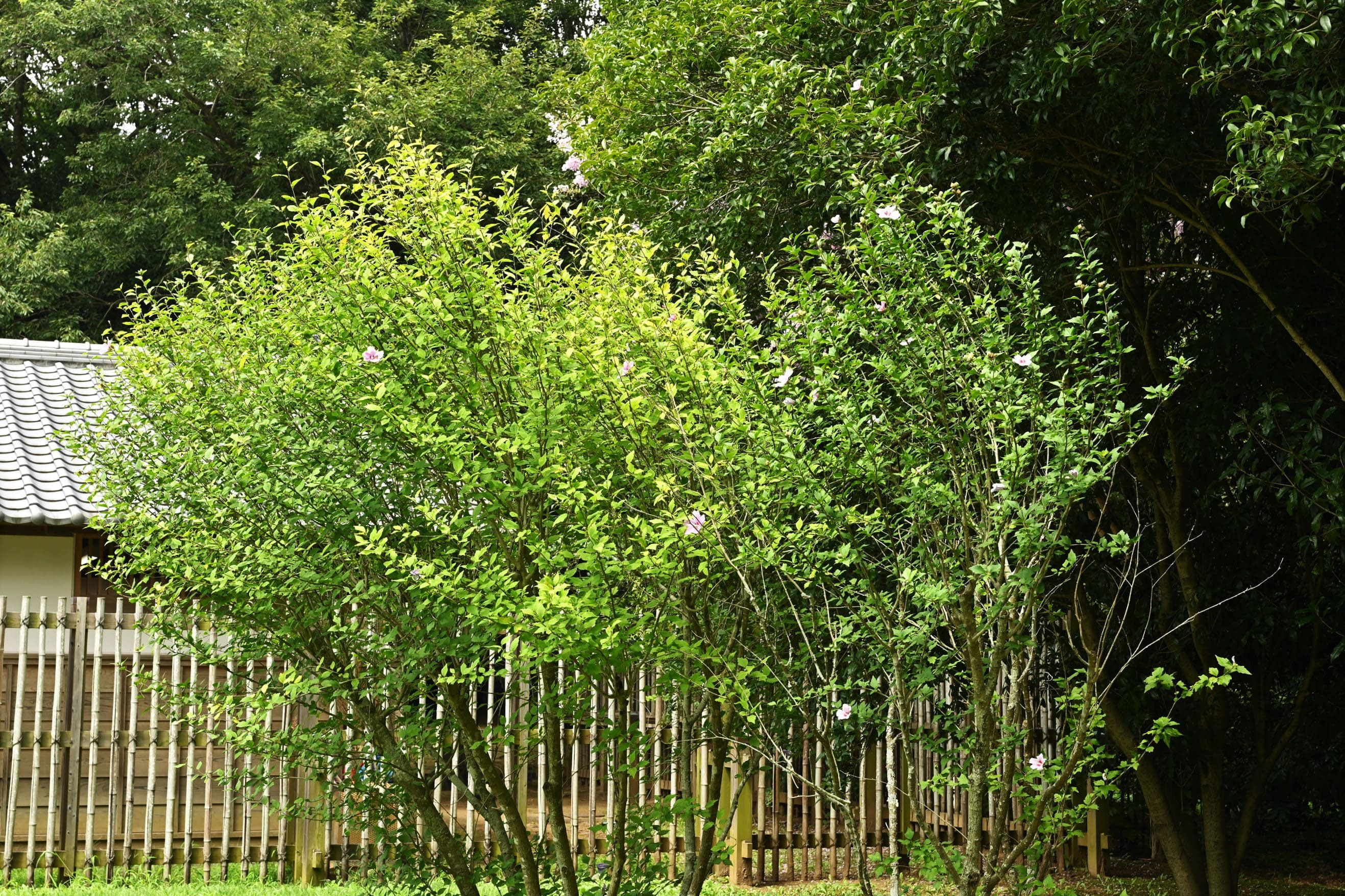 ムクゲ 木槿 庭木図鑑 植木ペディア